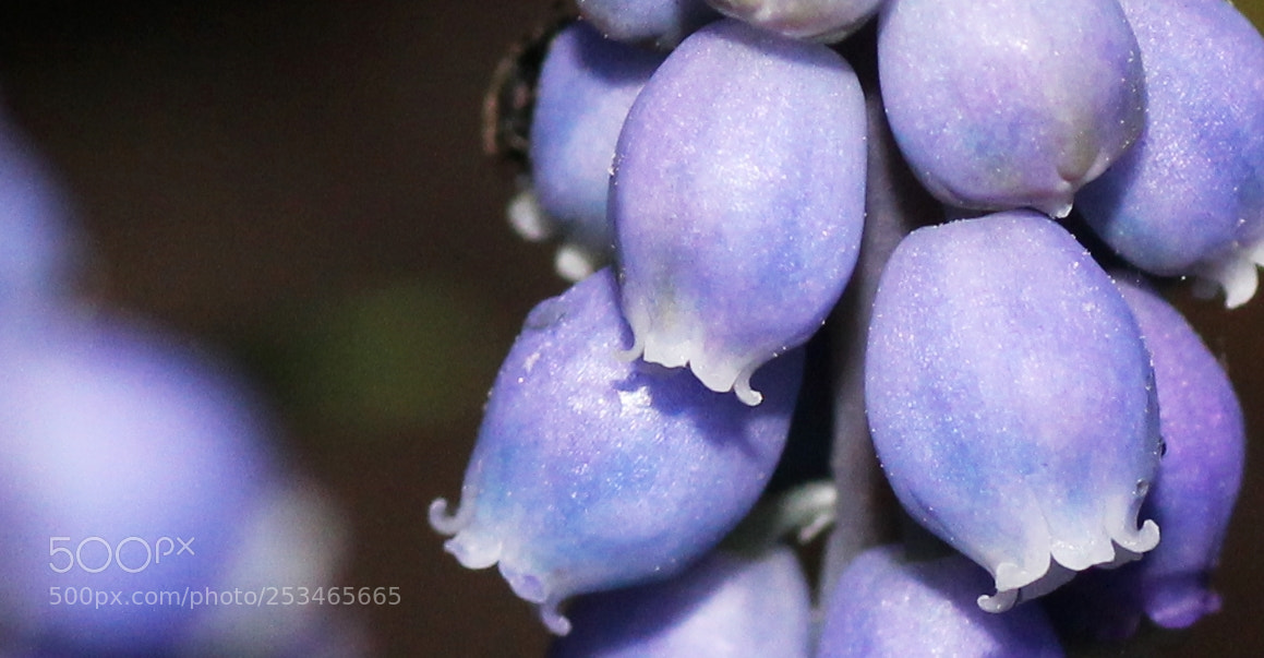 Canon EOS 600D (Rebel EOS T3i / EOS Kiss X5) sample photo. 1st testshot on macro photography