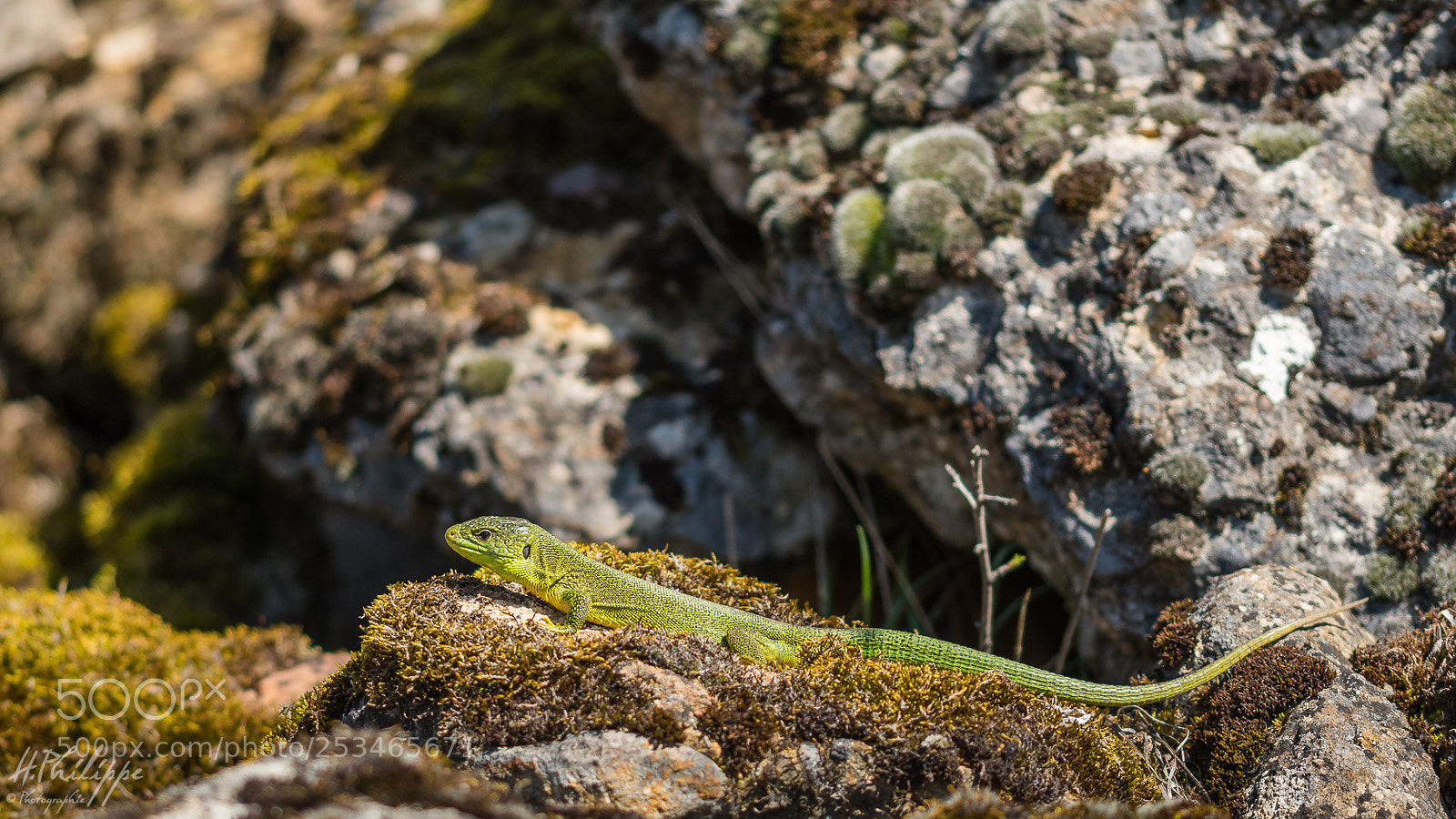 Nikon D500 sample photo. L zard vert photography