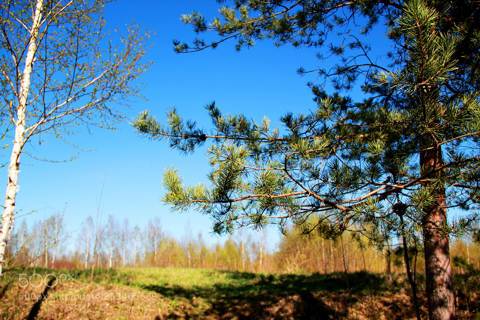 Canon EOS 550D (EOS Rebel T2i / EOS Kiss X4) sample photo. сосна photography
