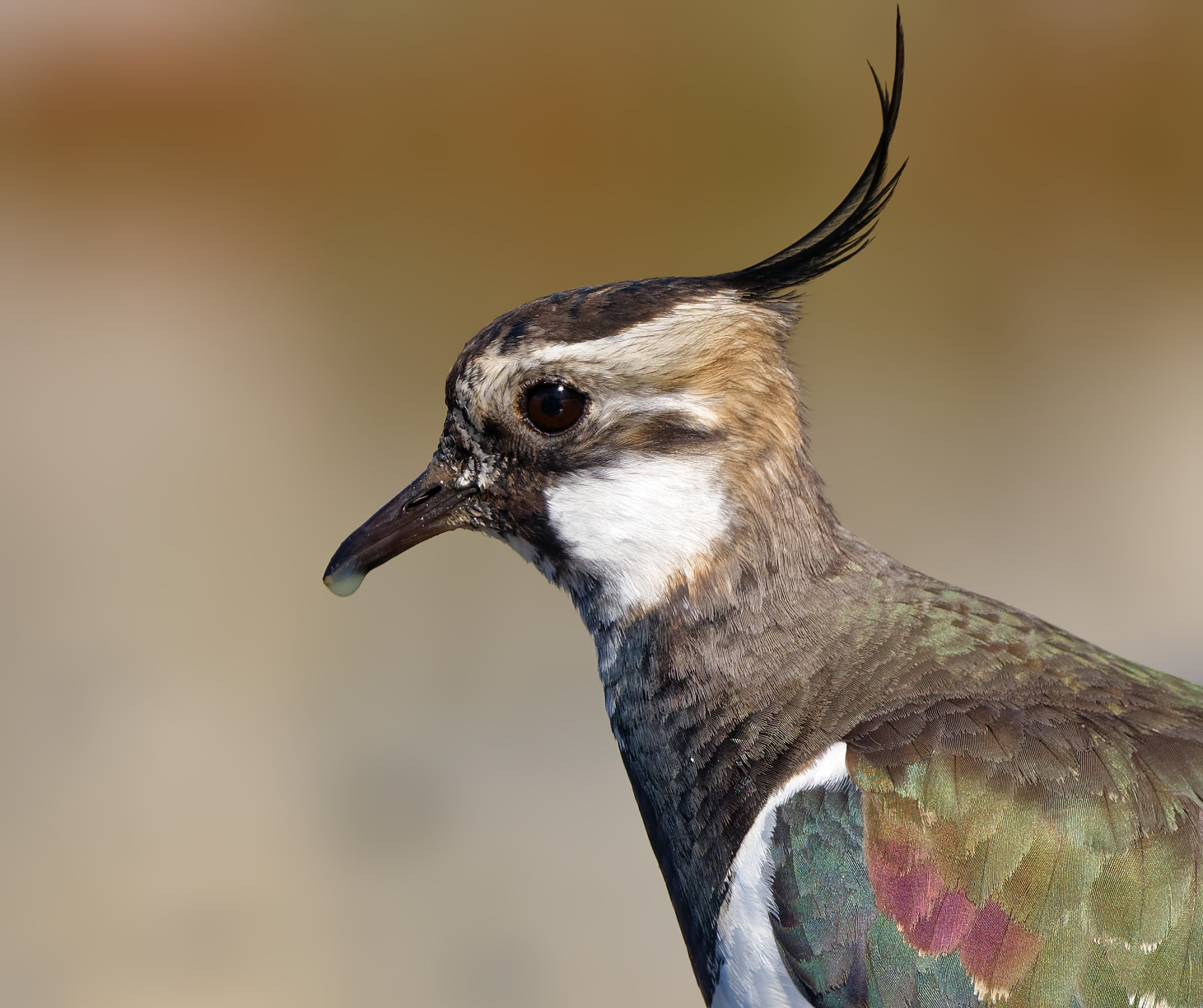 Nikon D5600 + Sigma 150-600mm F5-6.3 DG OS HSM | C sample photo. Northern lapwing (vanellus vanellus) photography