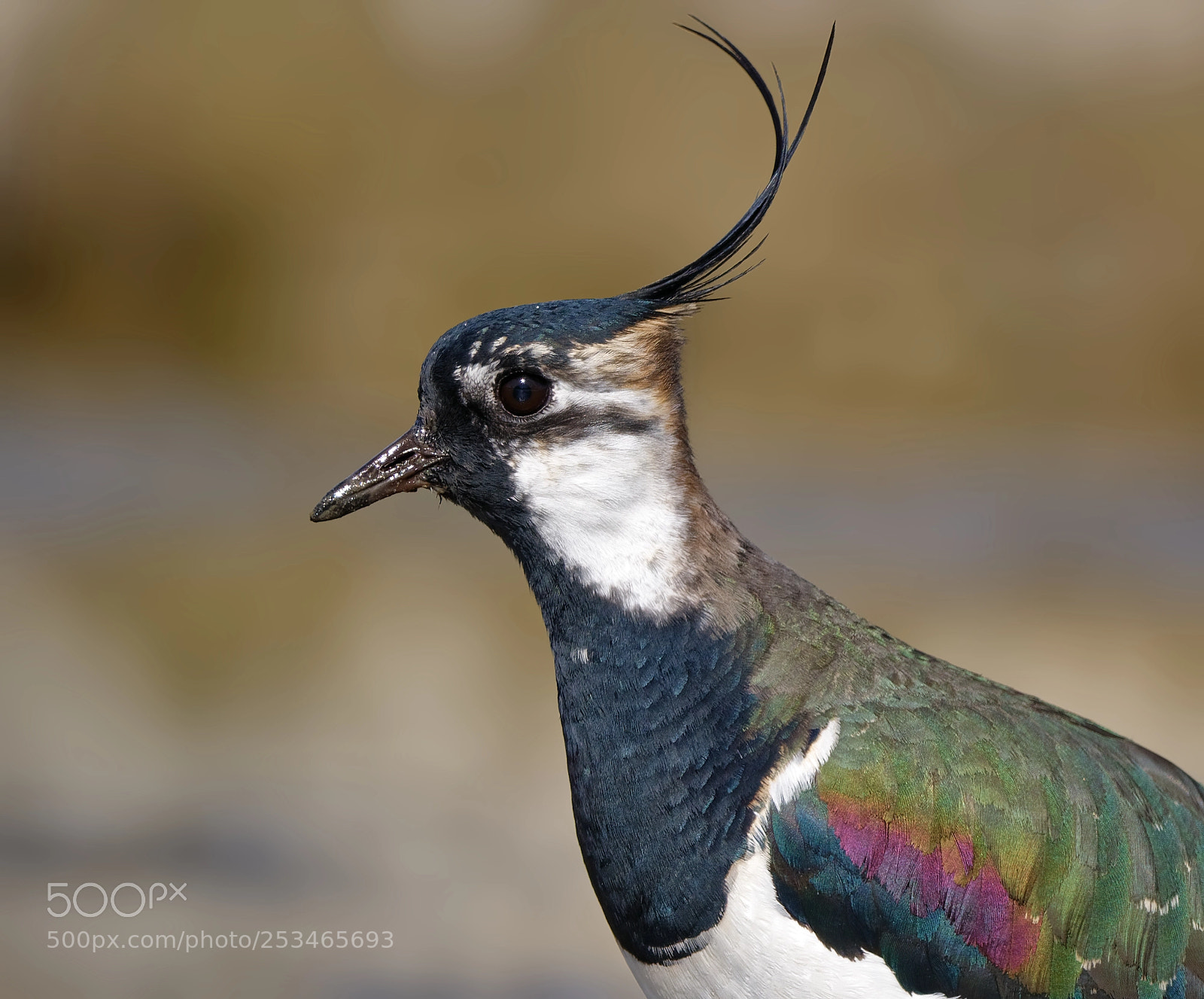 Nikon D5600 sample photo. Northern lapwing (vanellus vanellus) photography
