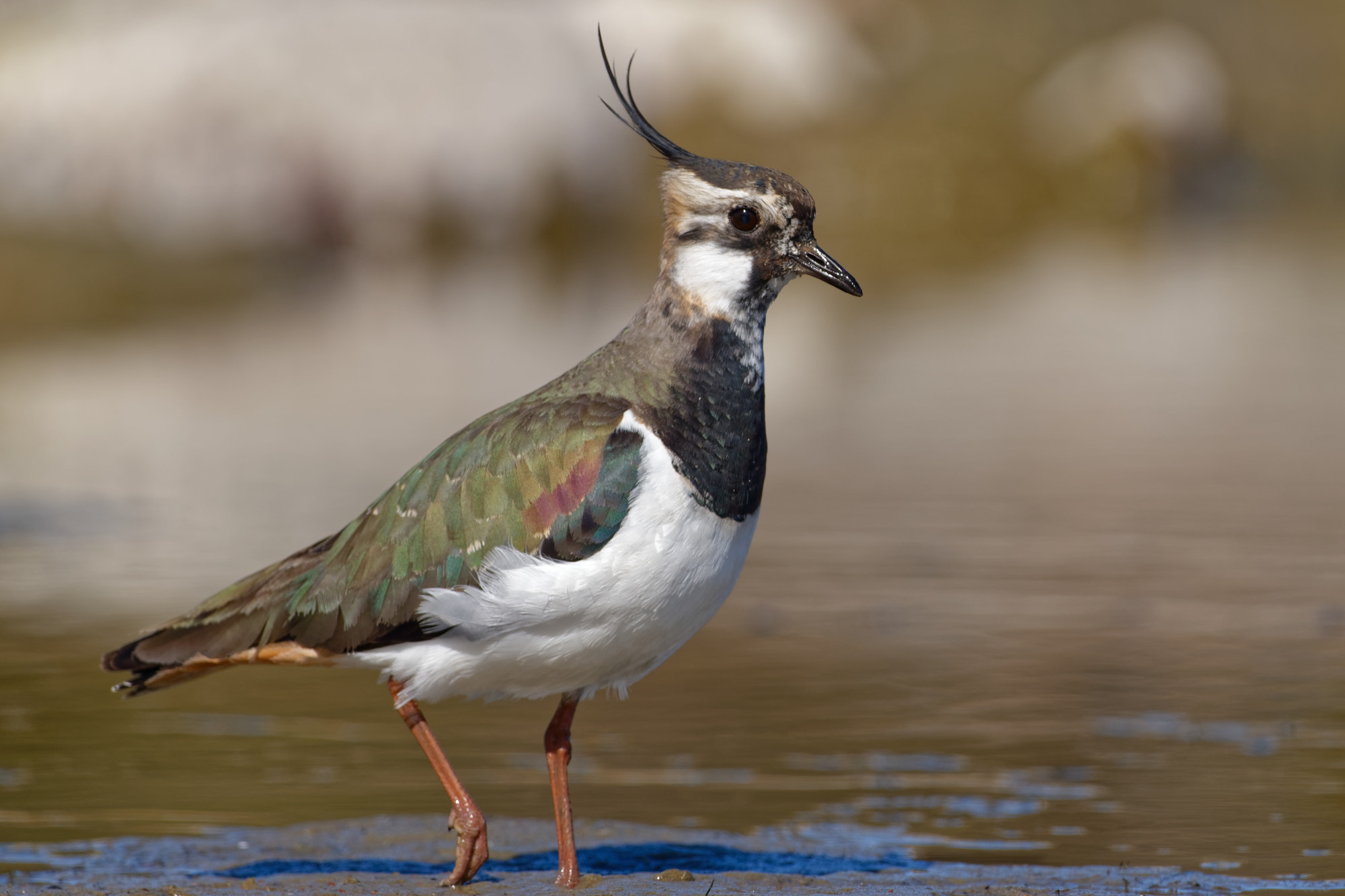 Nikon D5600 + Sigma 150-600mm F5-6.3 DG OS HSM | C sample photo. Northern lapwing (vanellus vanellus) photography