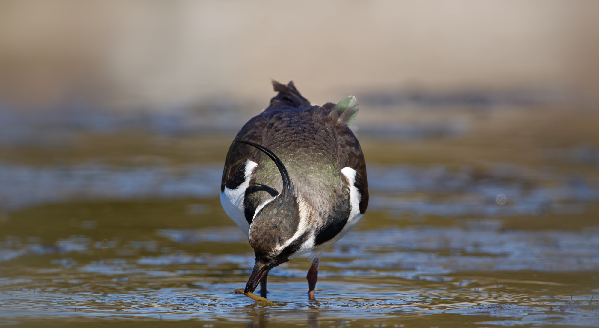 Nikon D5600 + Sigma 150-600mm F5-6.3 DG OS HSM | C sample photo. Northern lapwing (vanellus vanellus) photography