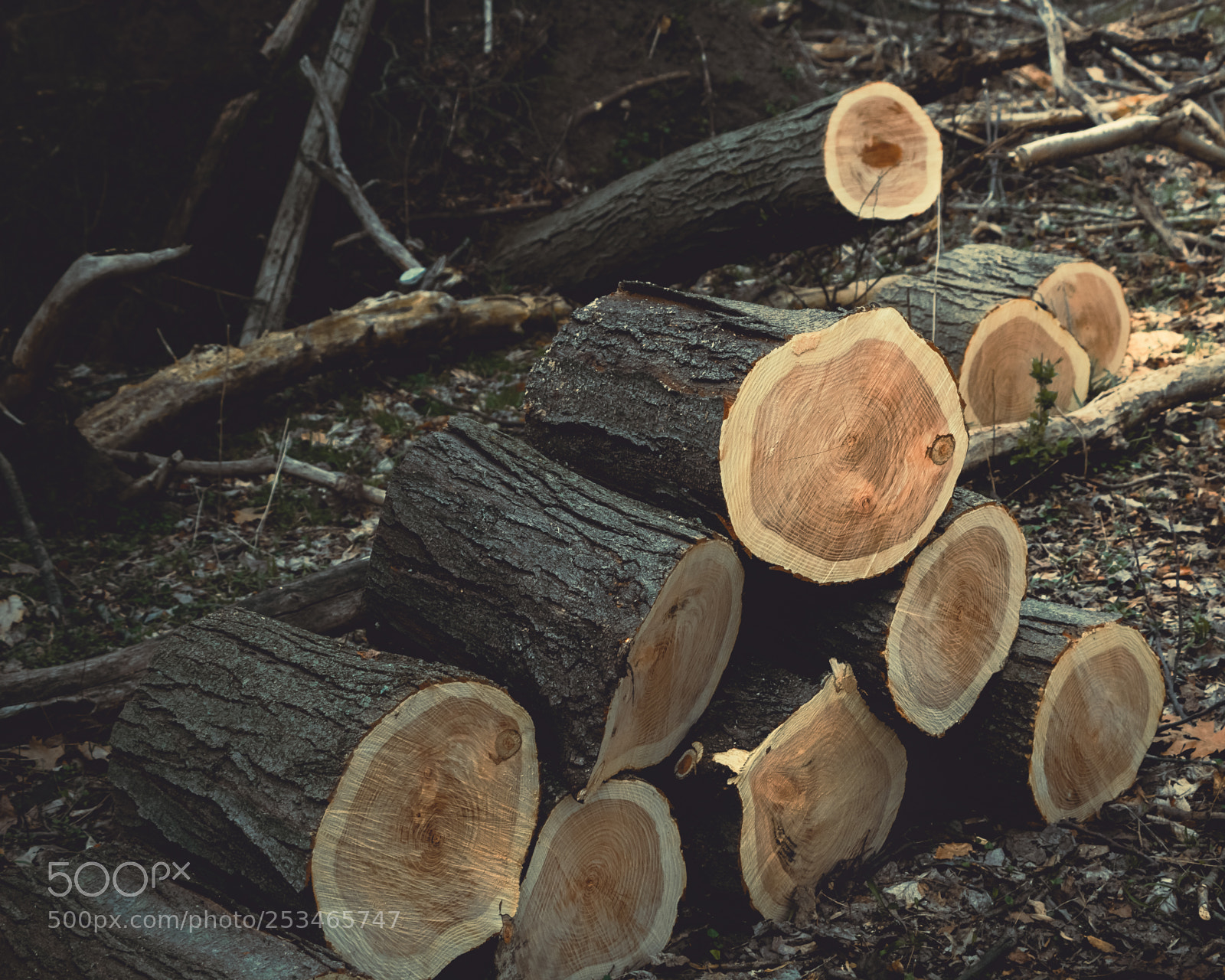 Canon EOS 60D sample photo. The woodpile photography