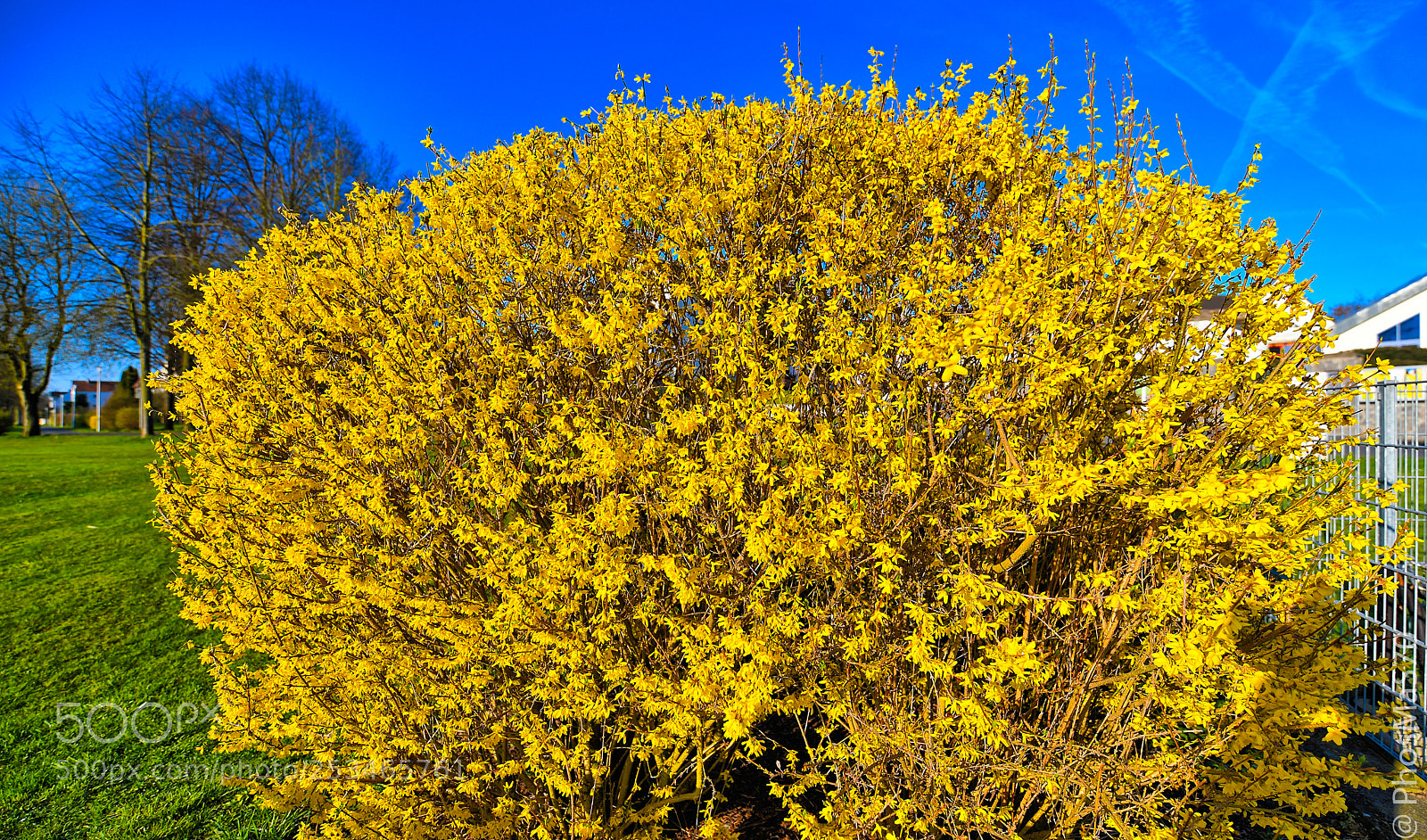 Nikon D850 sample photo. Spring emission photography