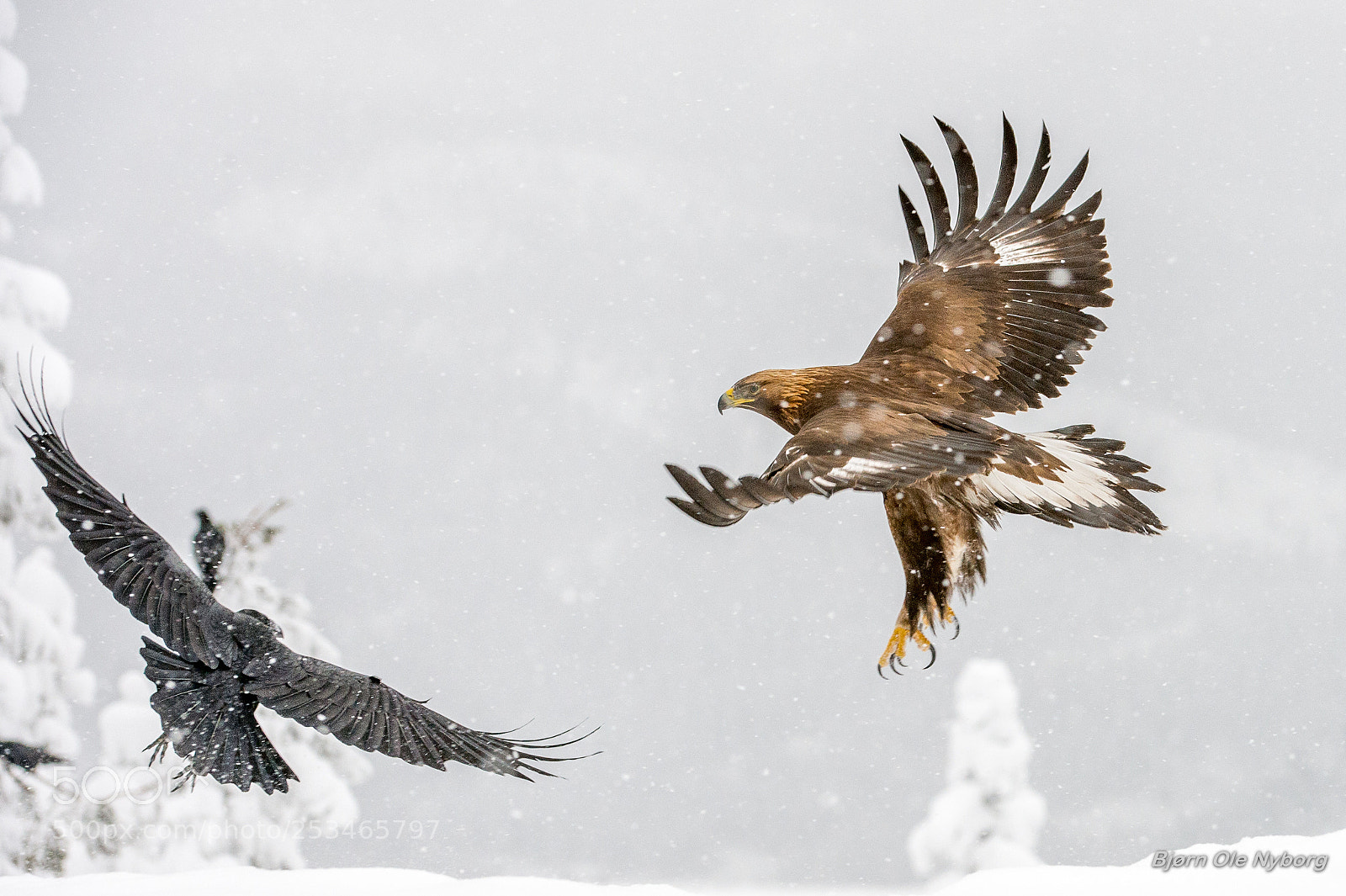 Nikon D4 sample photo. Golden eagle and raven photography