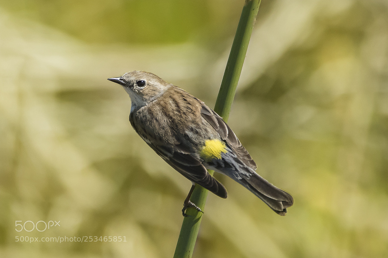 Canon EOS 6D Mark II sample photo. Yellow rumped warbler photography
