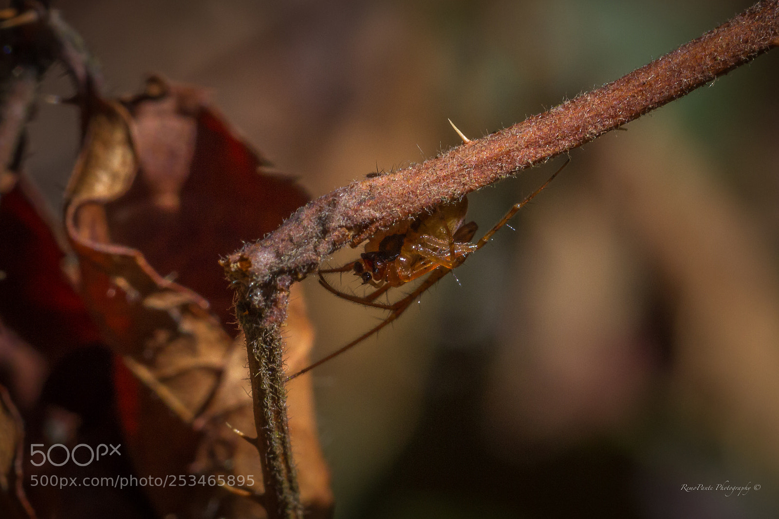 Canon EOS 7D sample photo. Hidden spider photography