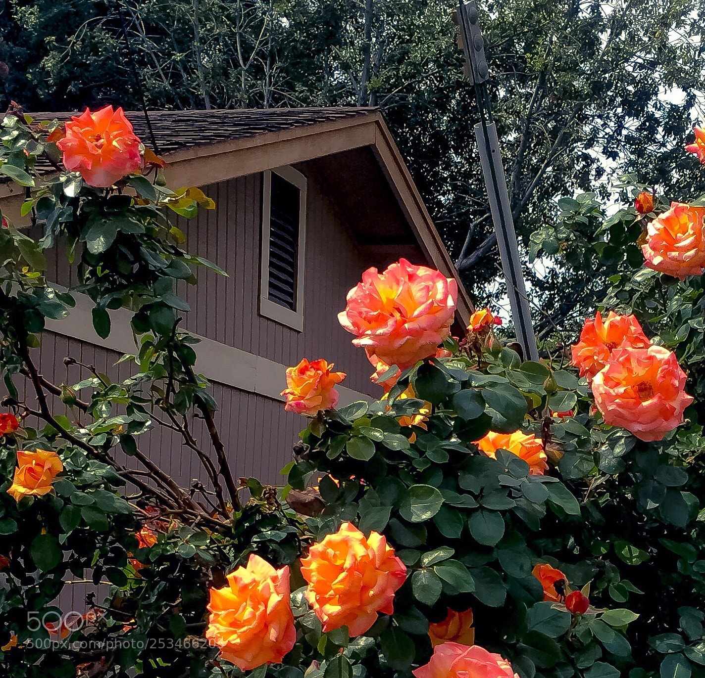 Apple iPhone 6s sample photo. Roses in bloom photography