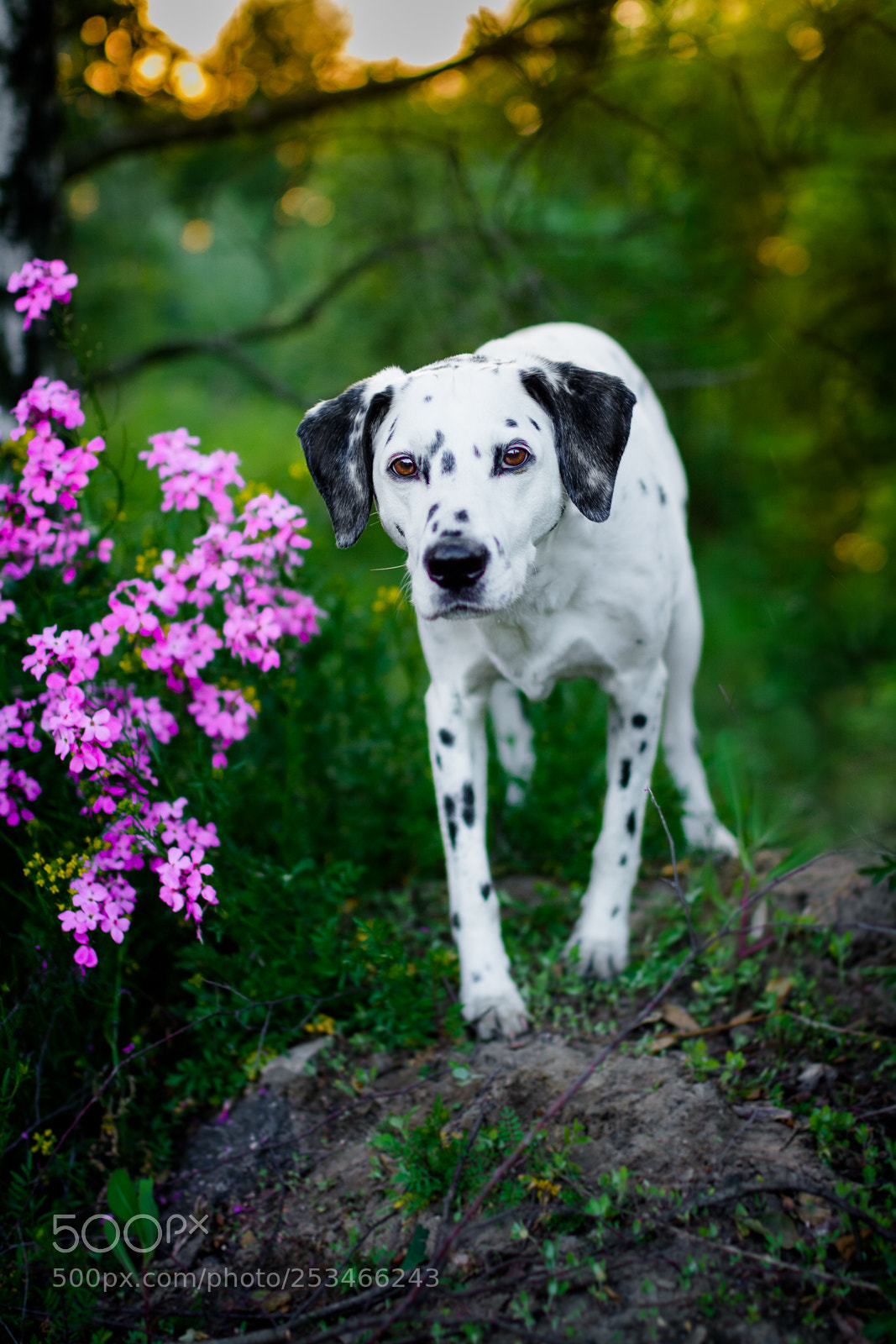 Nikon D7100 sample photo. Sopel photography