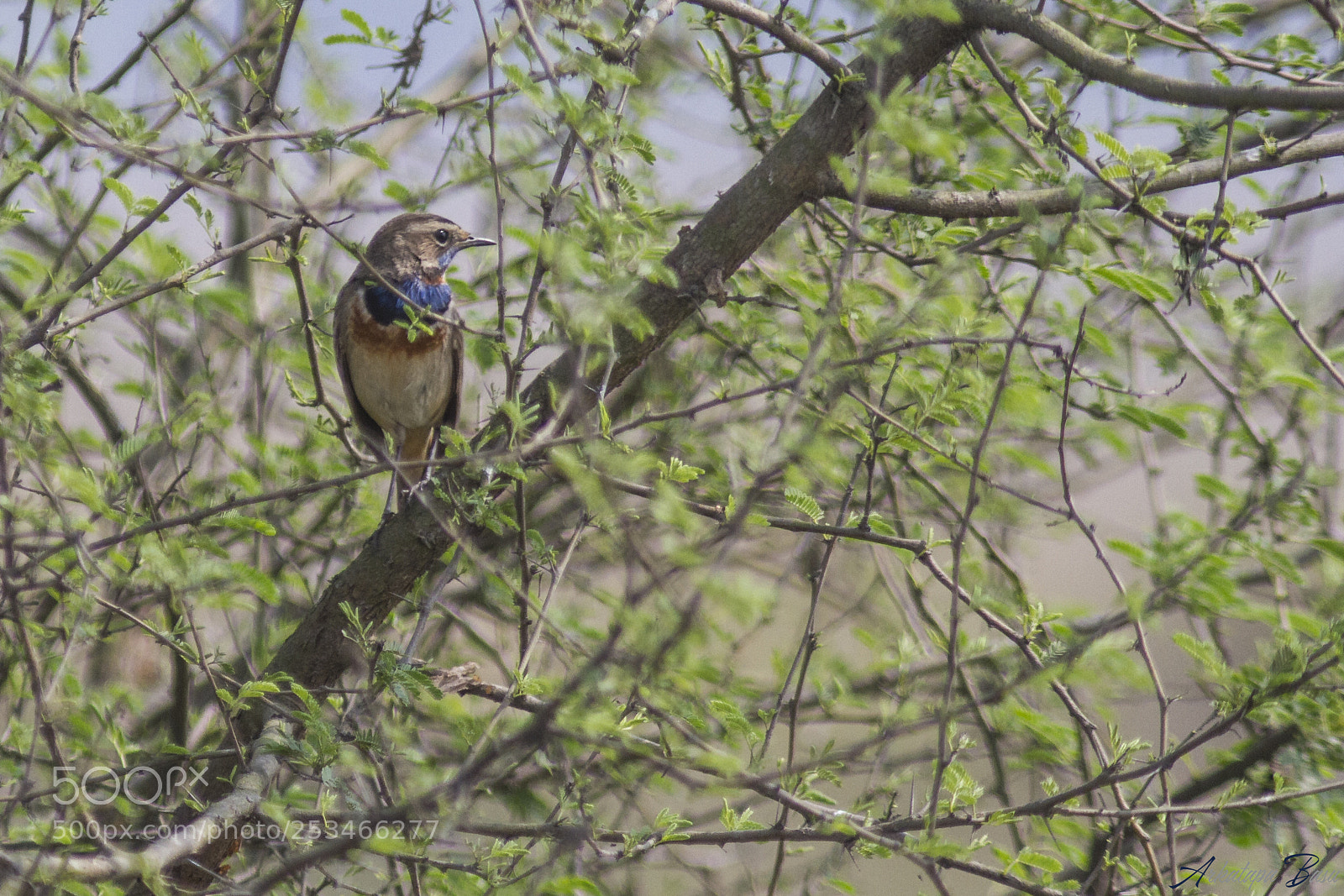 Canon EOS 7D sample photo. I'll break free, for photography
