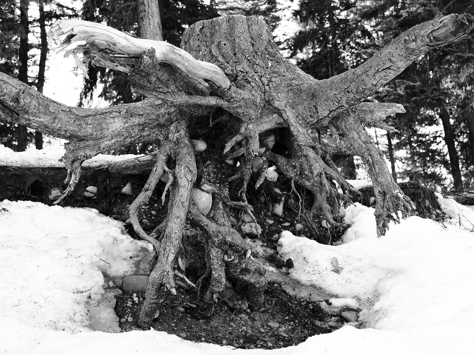 Canon EOS 600D (Rebel EOS T3i / EOS Kiss X5) sample photo. Alien tree stump photography