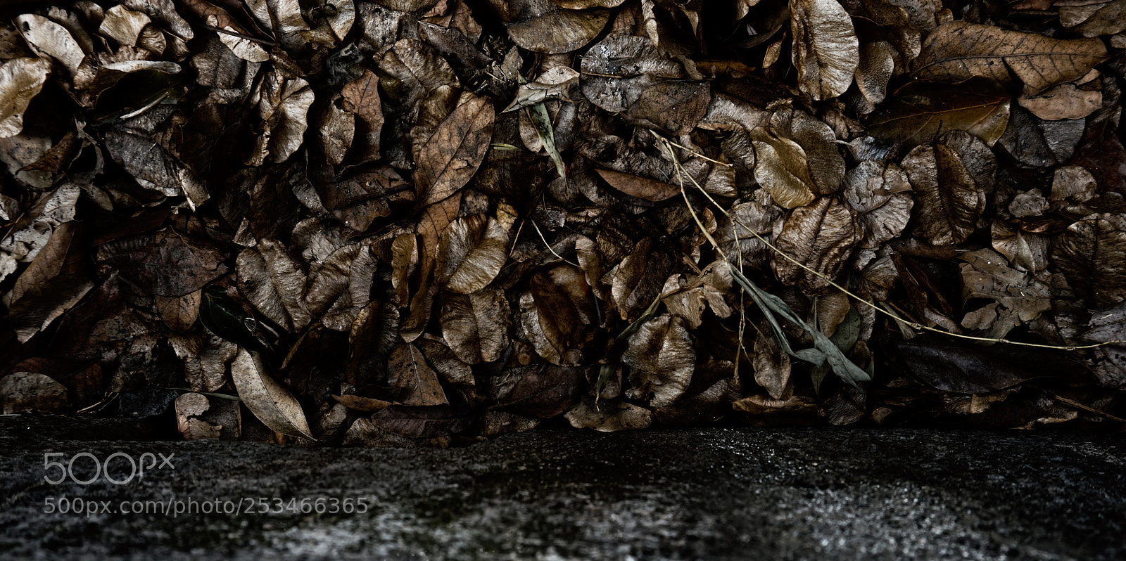 Sony a6000 sample photo. Leaves' photography