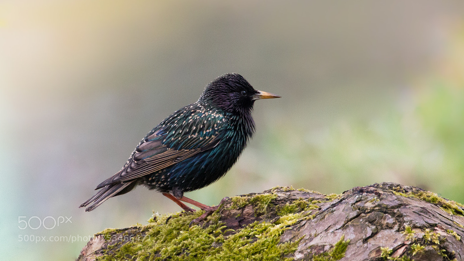 Canon EOS 70D sample photo. Starling photography