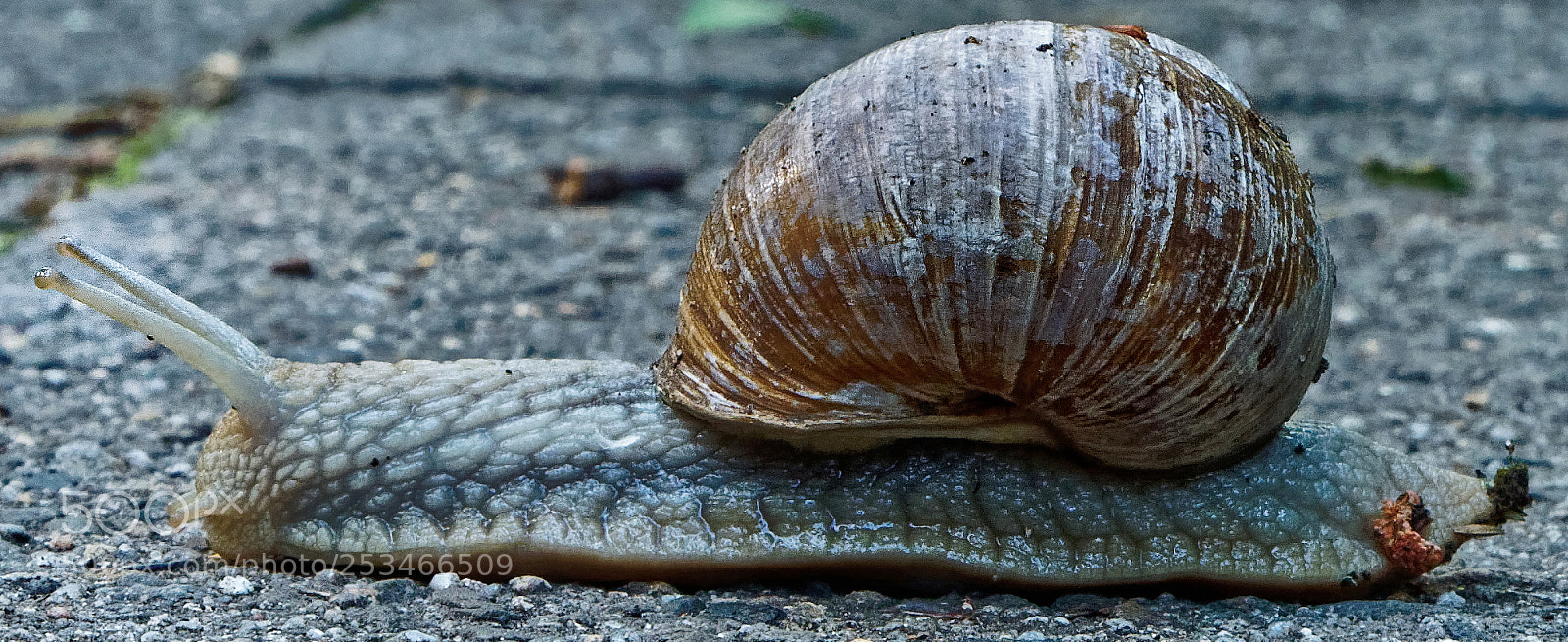 Olympus OM-D E-M5 sample photo. Bs-heidberg, schnecke photography
