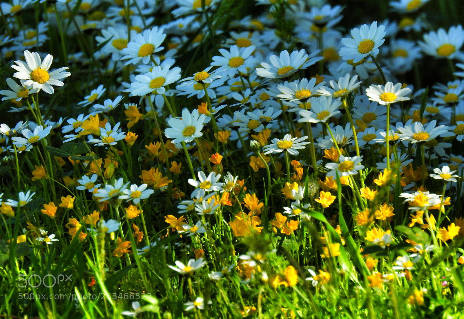 Nikon Coolpix P900 sample photo. Chamomile - papatya photography