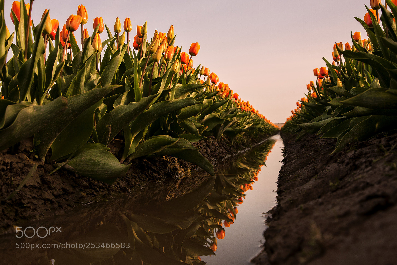 Canon EOS 5D sample photo. Skagit valley tulips photography
