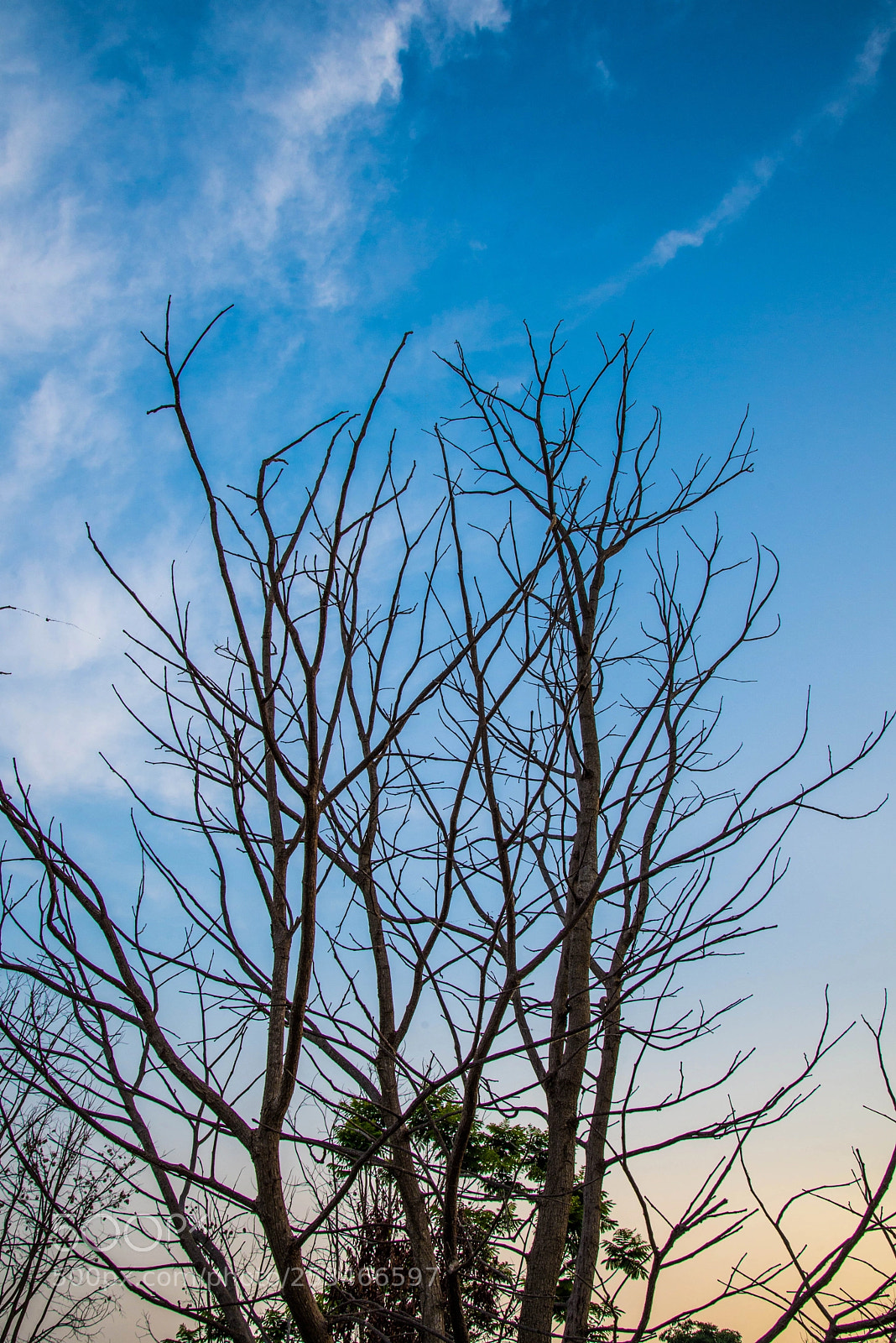 Nikon D600 sample photo. Dry tree photography