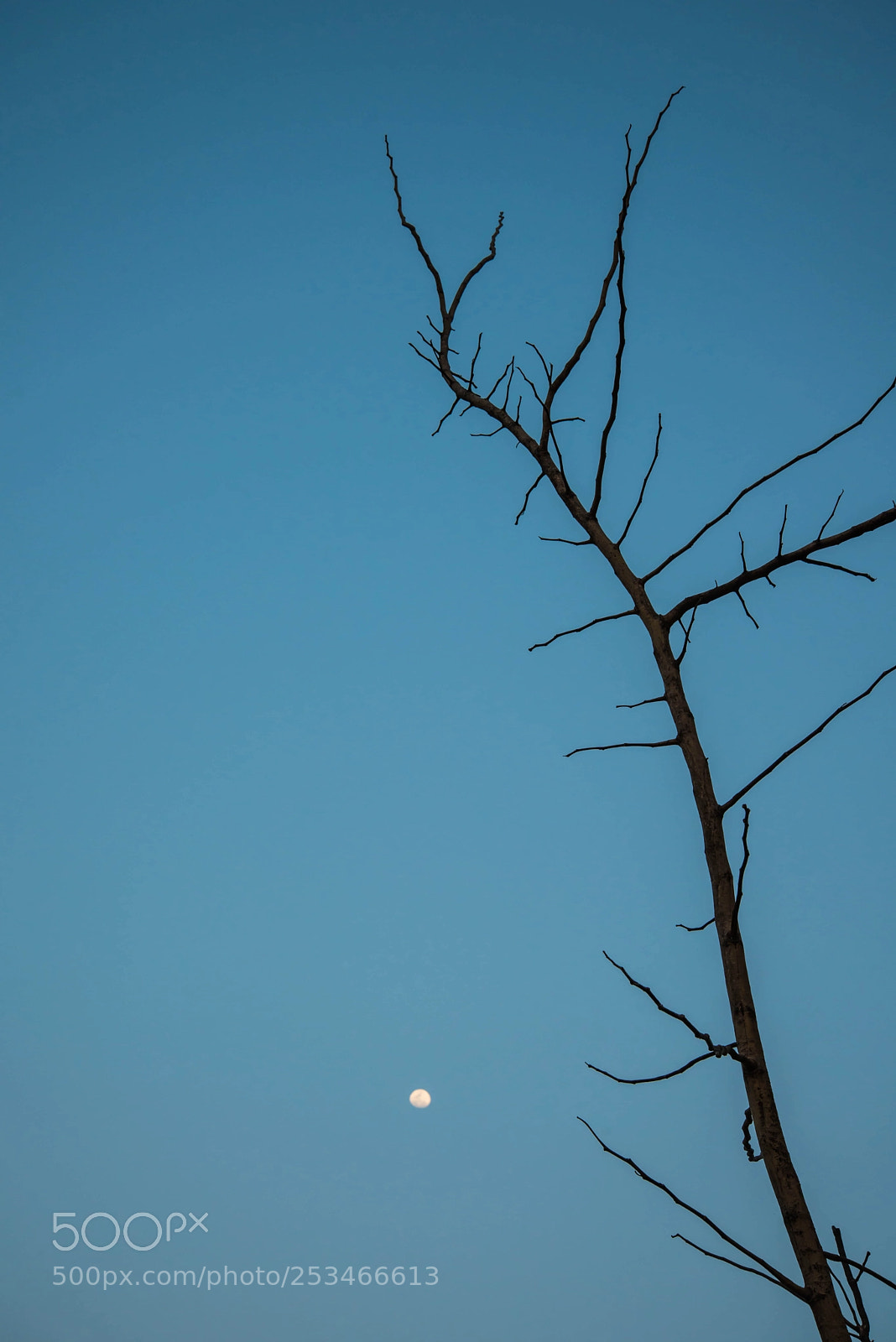 Nikon D600 sample photo. Dry tree photography
