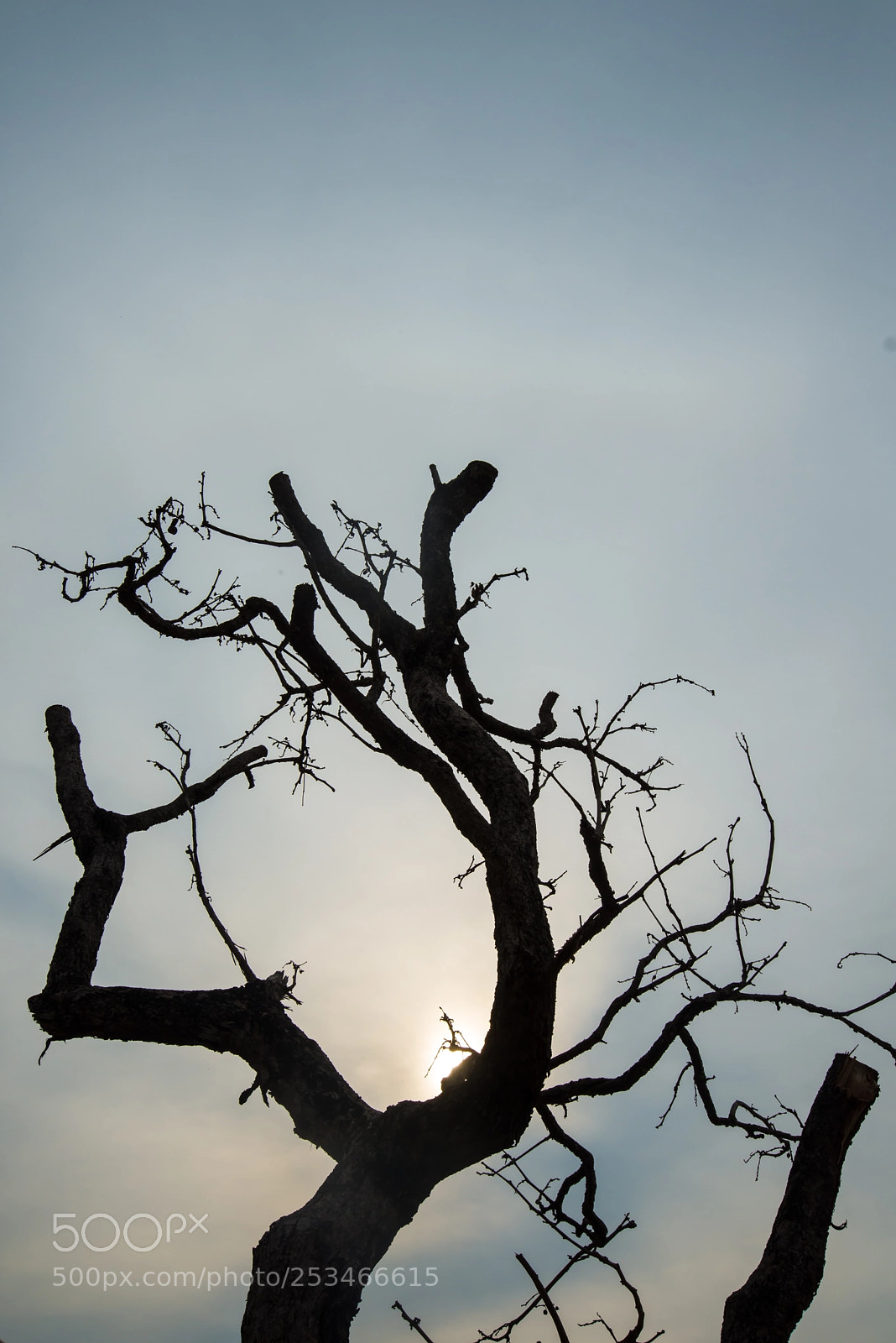 Nikon D600 sample photo. Dry tree. photography