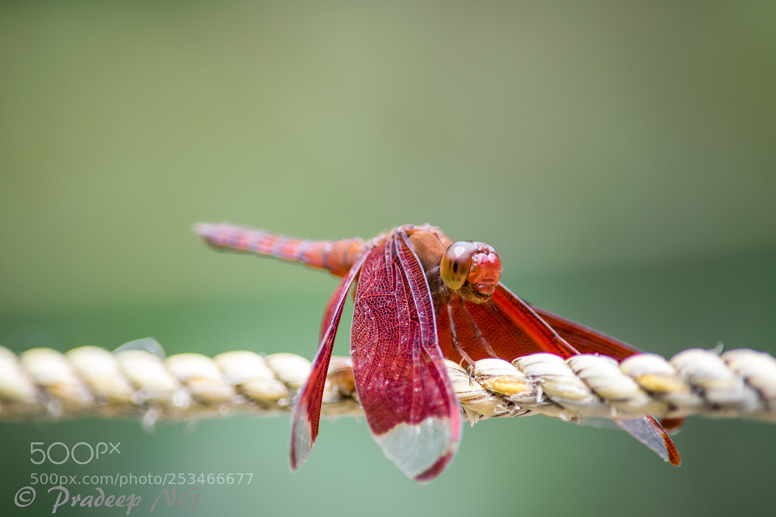 Nikon D3300 sample photo. Dragonfly photography