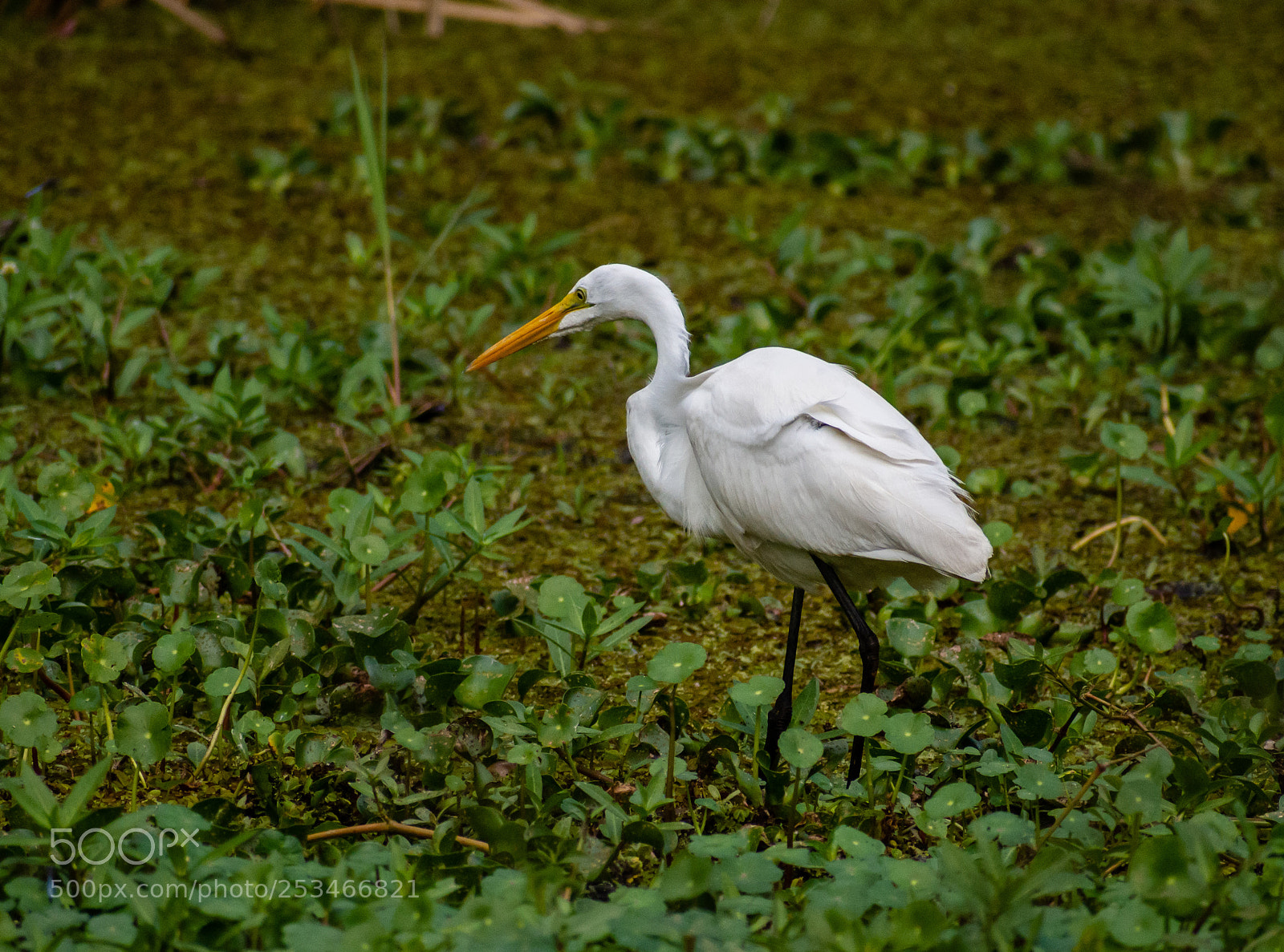 Nikon D7200 sample photo. Great egret photography