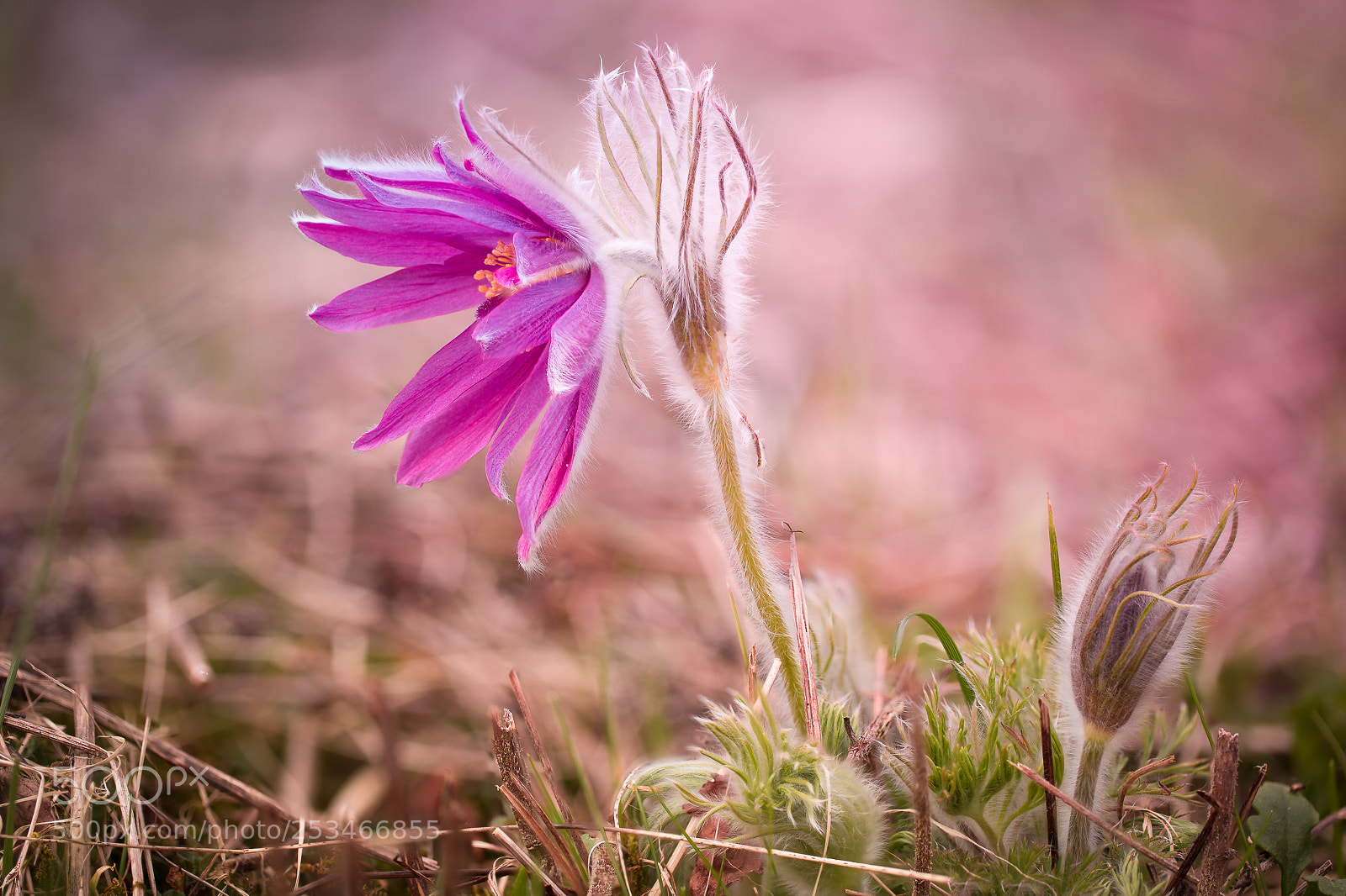 Canon EOS 5D Mark IV sample photo. In bloom photography