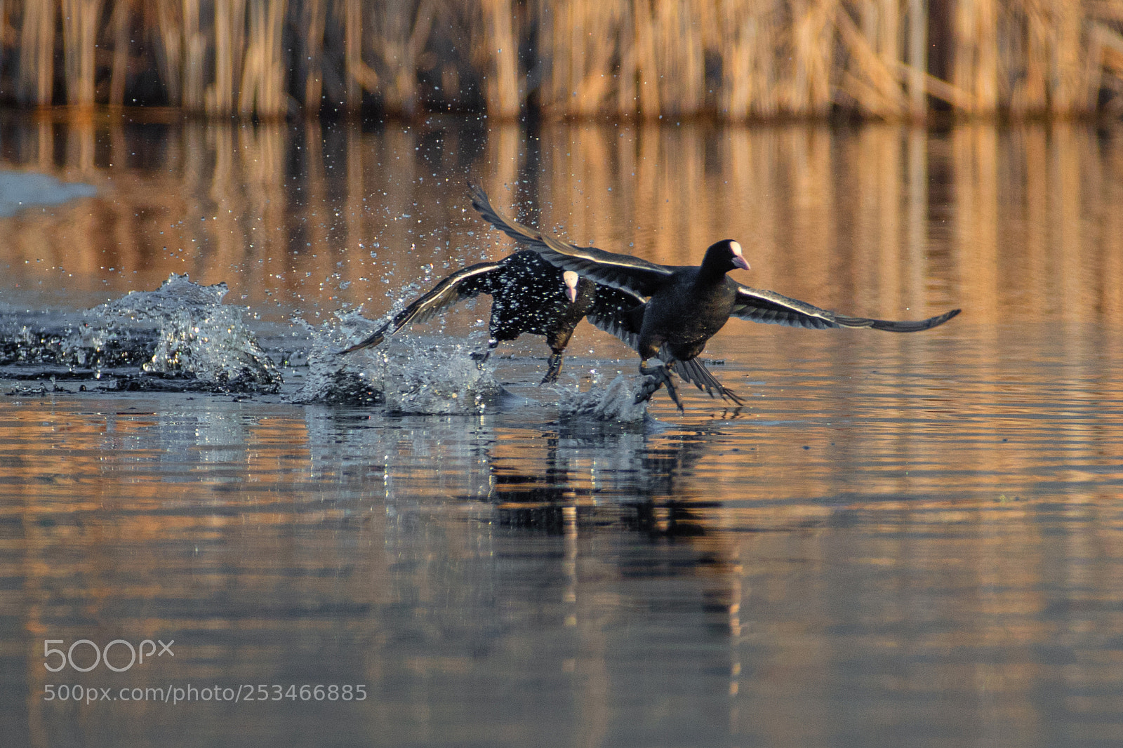 Canon EOS 7D Mark II sample photo. Running on the water photography
