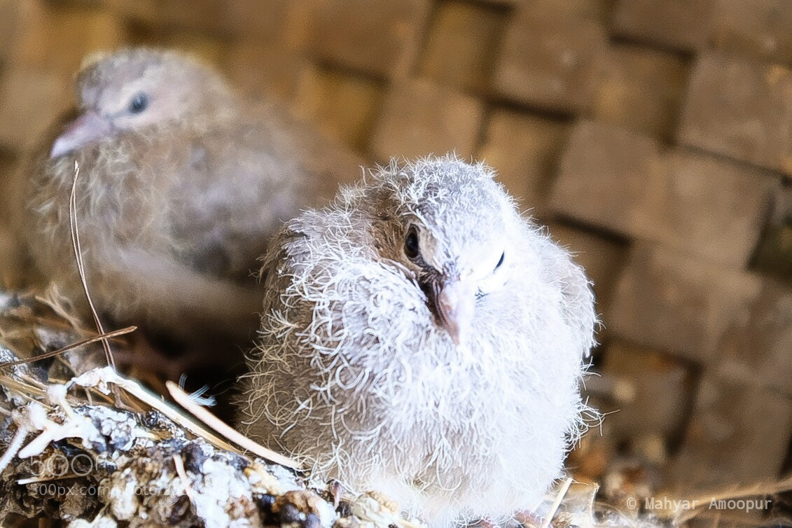 Fujifilm X100F sample photo. Little pigeon photography