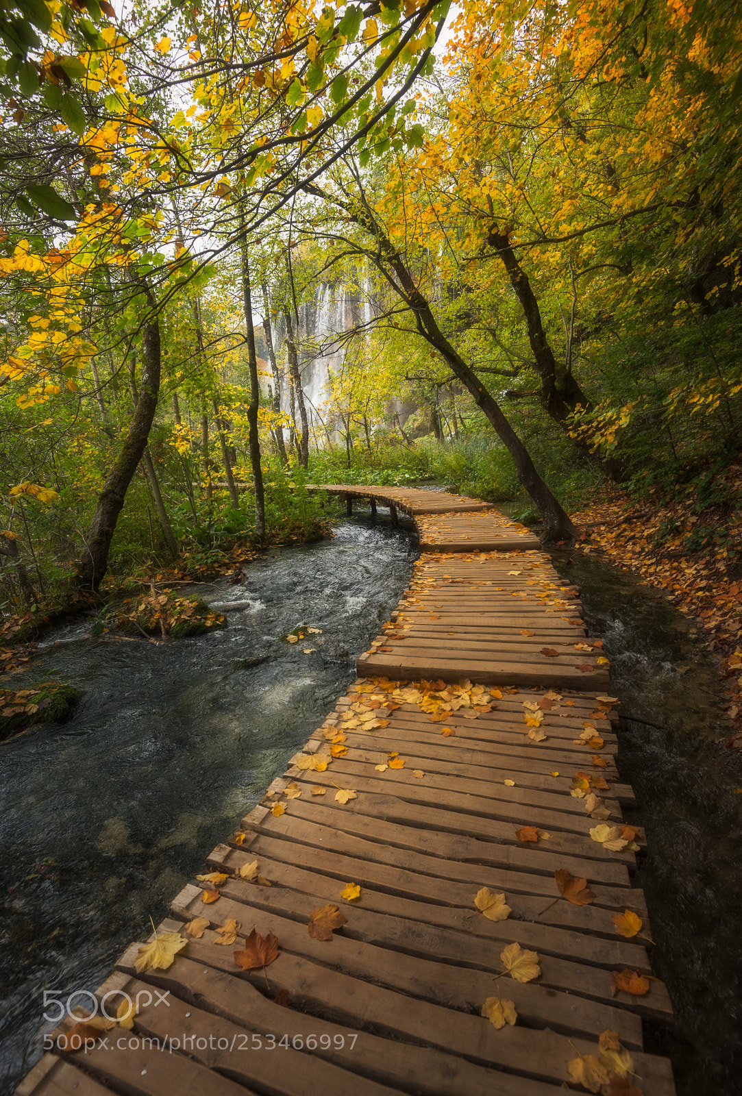 Nikon D610 sample photo. Autumn path photography