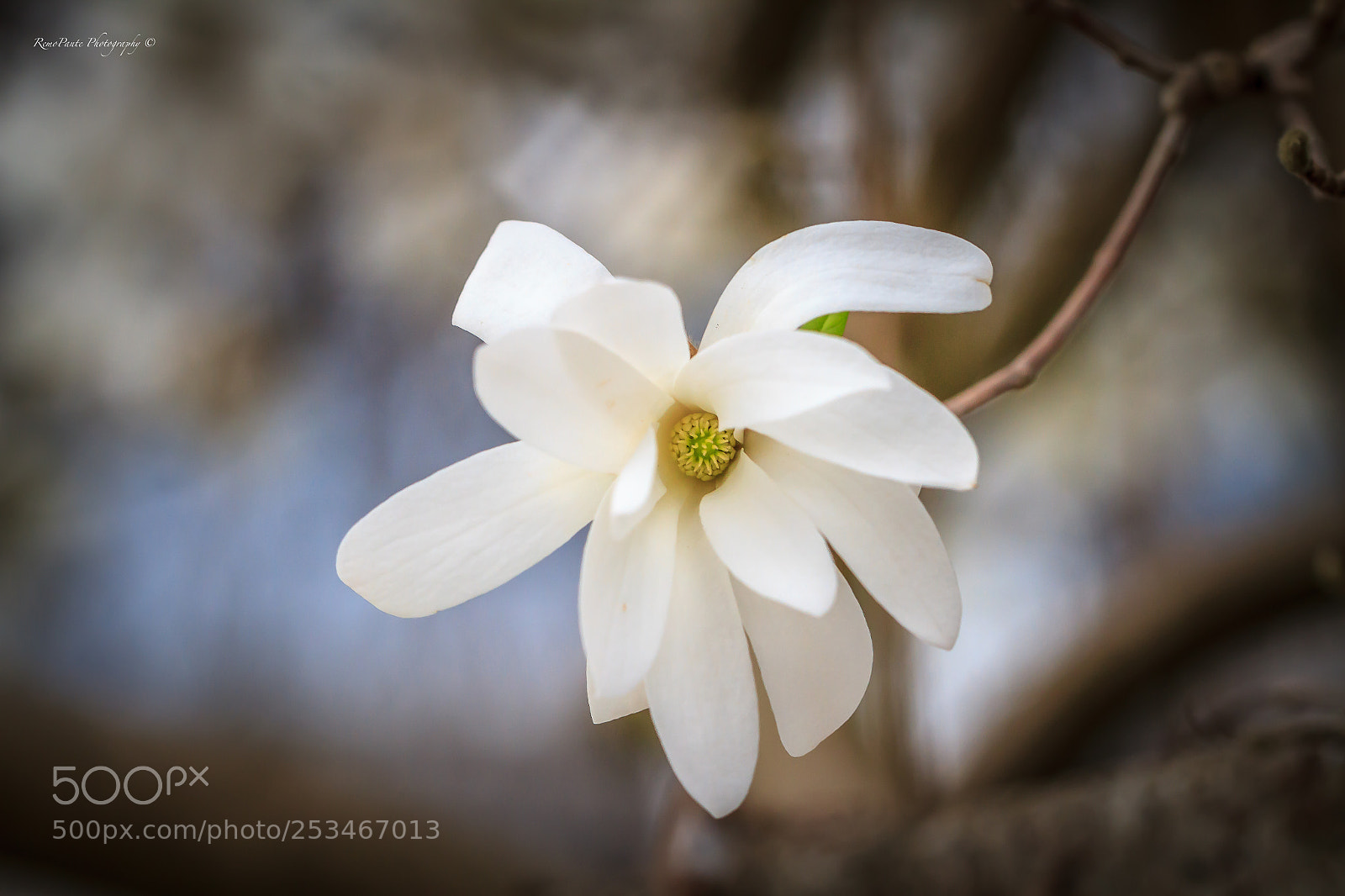 Canon EOS 7D sample photo. Blooming beauty photography