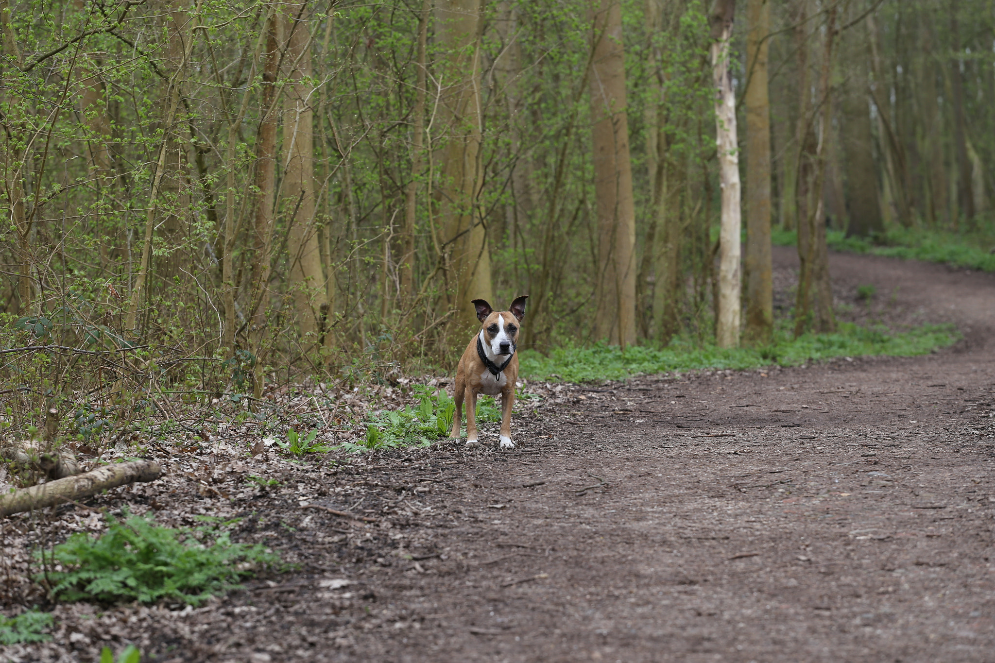 Canon EOS 6D + Canon EF 70-200mm F4L USM sample photo. Daisy photography