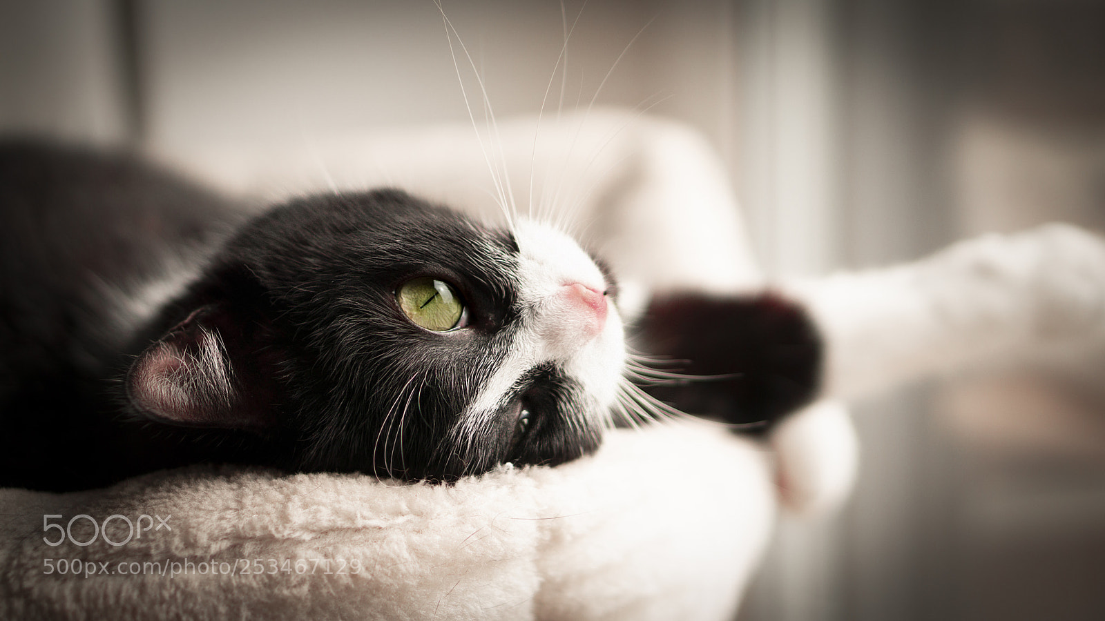 Sony a6000 sample photo. My little cat photography