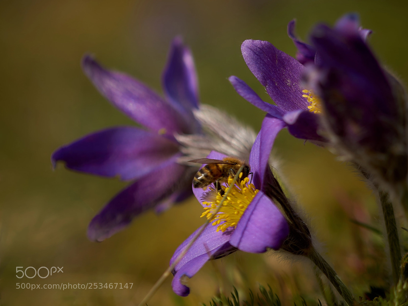 Sony ILCA-77M2 sample photo. ... photography