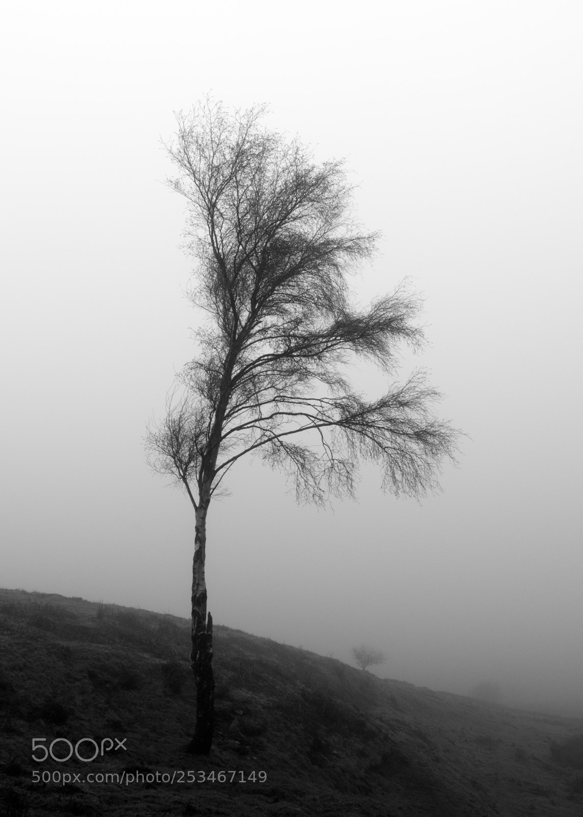 Fujifilm GFX 50S sample photo. Through the fog 1 photography