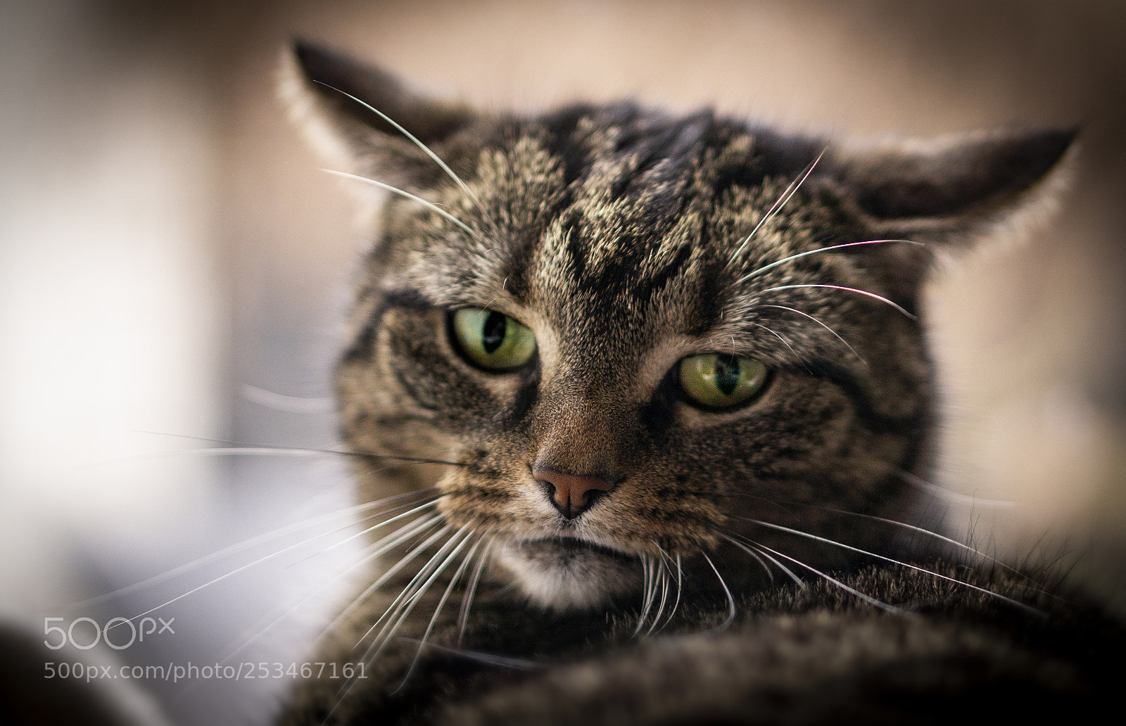 Sony a6000 sample photo. My little cat photography