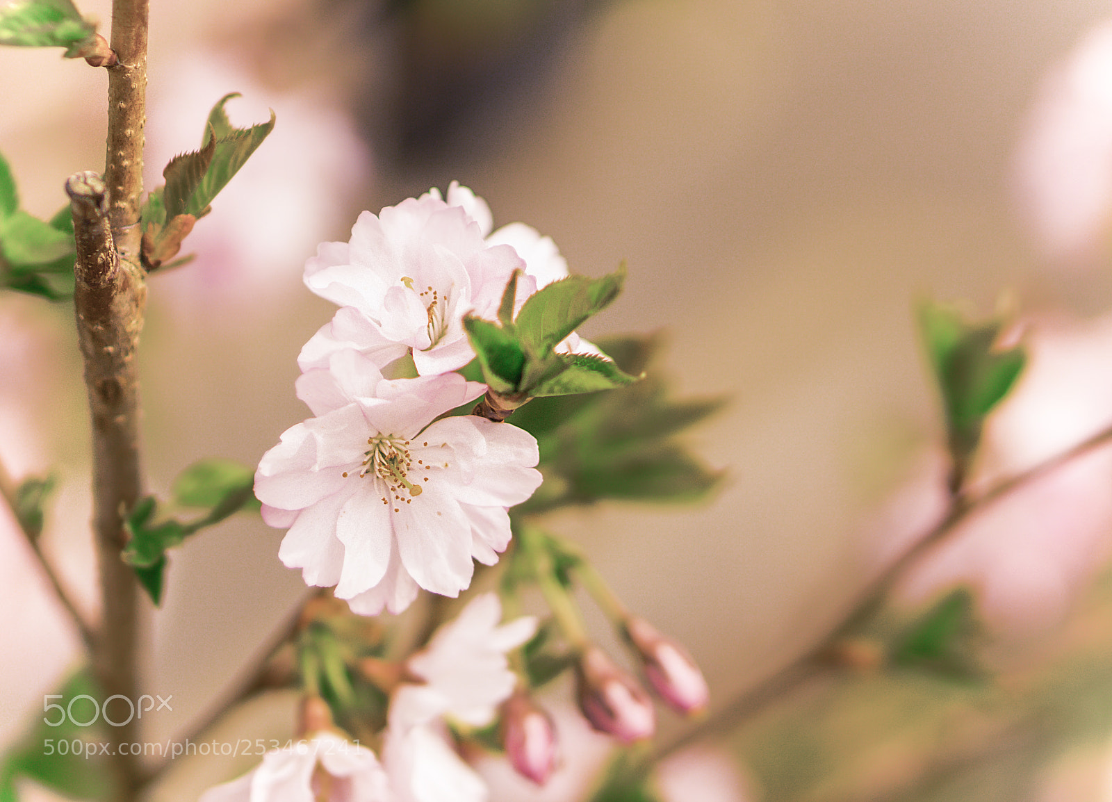 Sony a6000 sample photo. Spring is coming photography