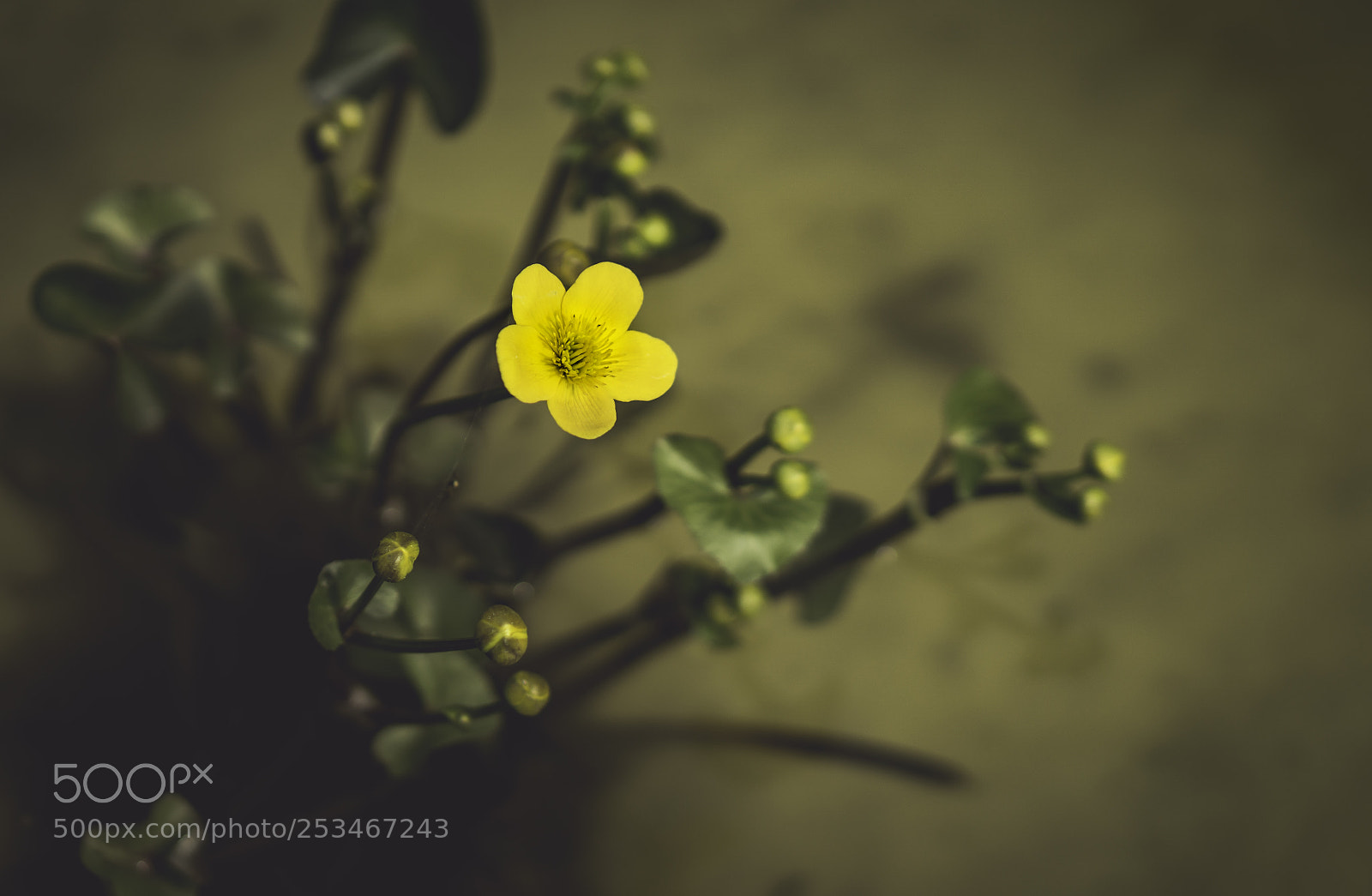 Sony a6000 sample photo. Spring is coming photography