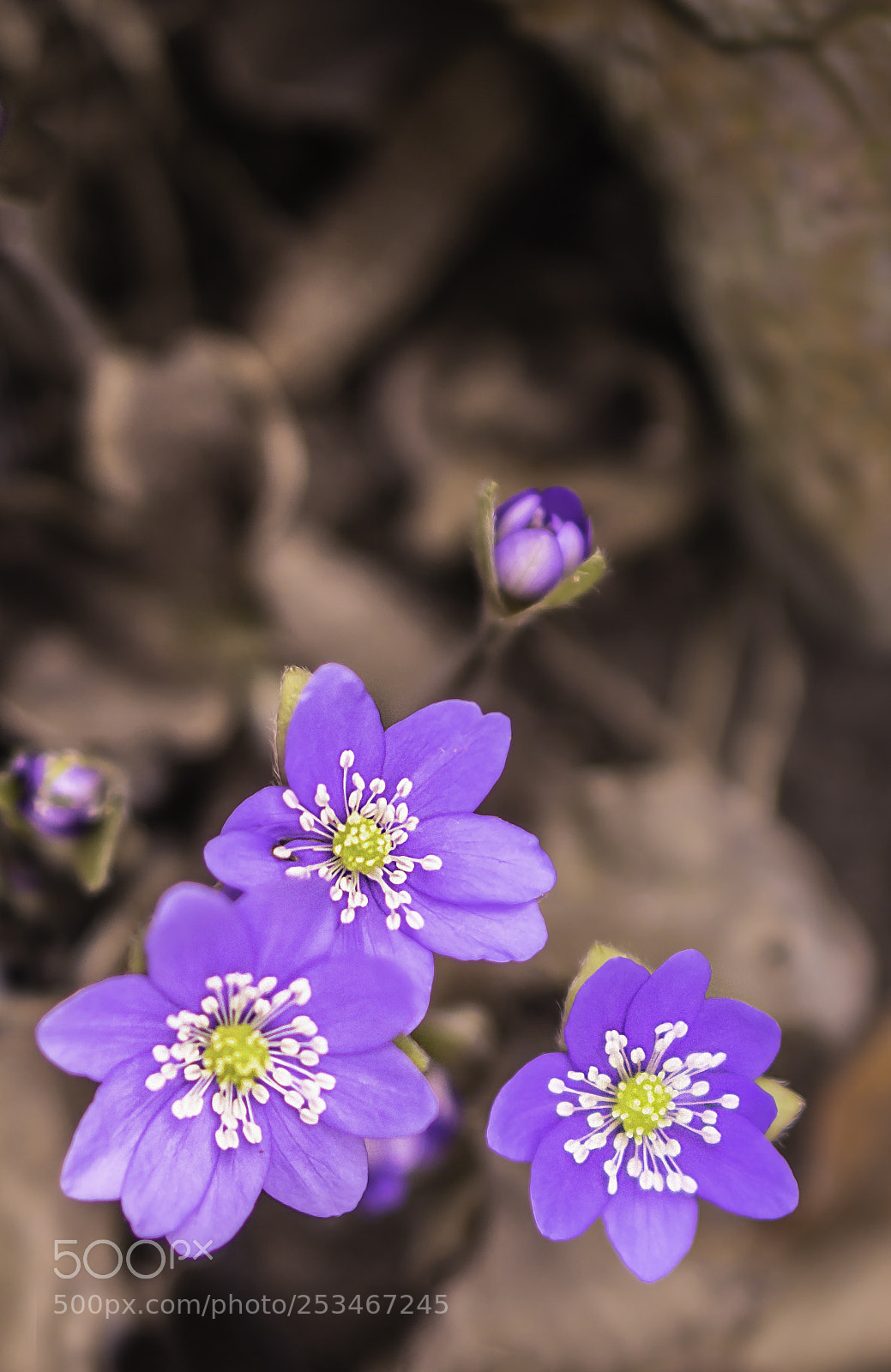 Sony a6000 sample photo. Spring is coming photography