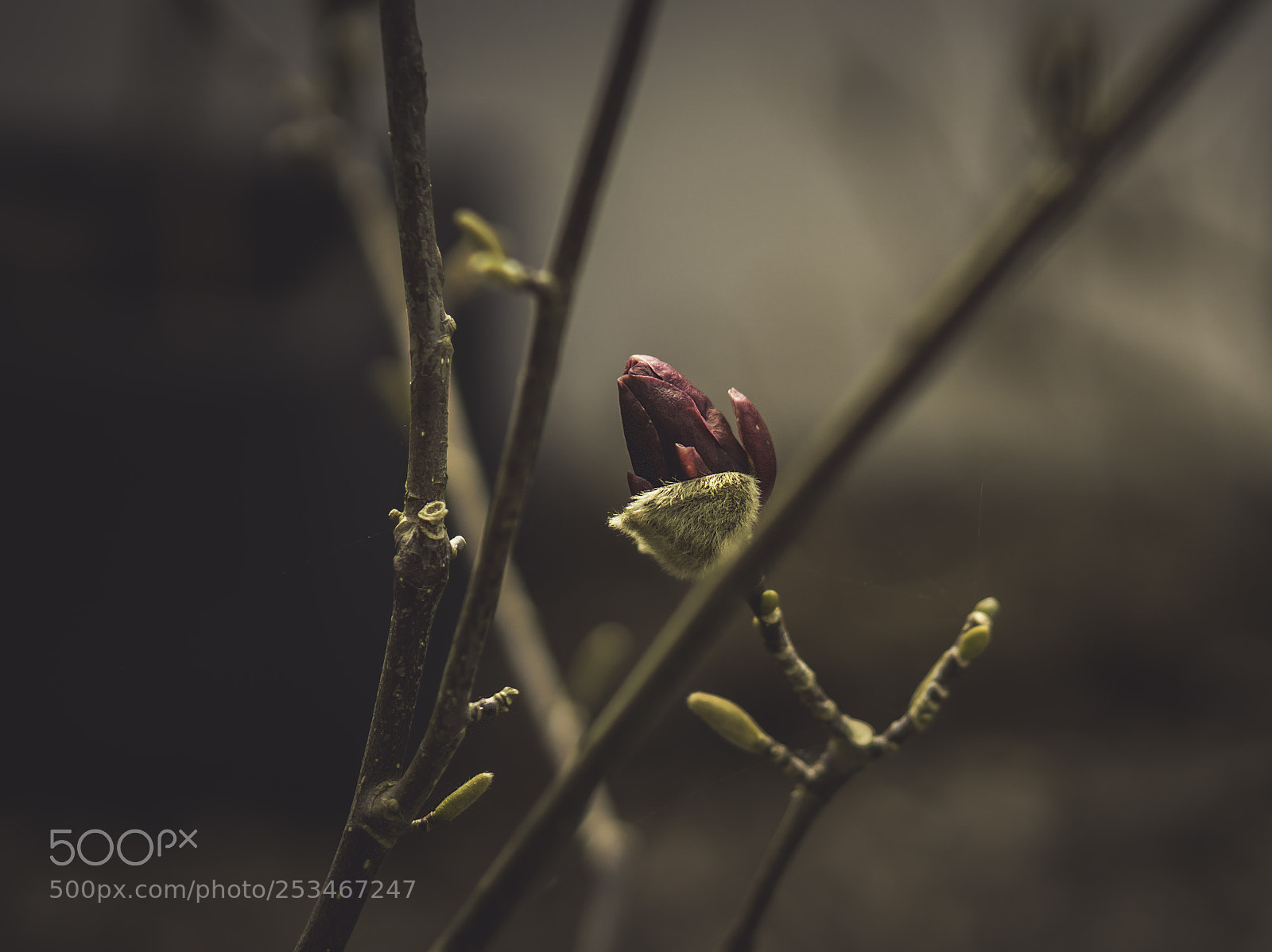 Sony a6000 sample photo. Spring is coming photography