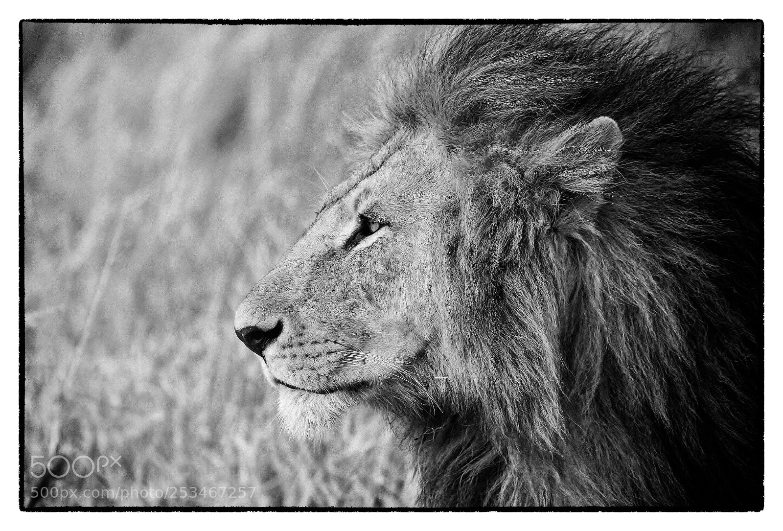 Canon EOS 7D sample photo. Africa's pride photography