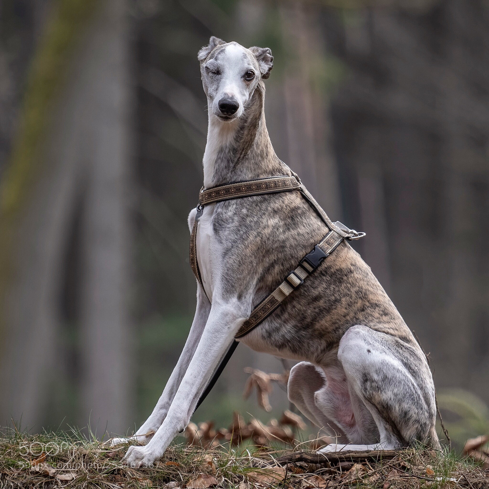 Canon EOS 7D Mark II sample photo. Whippet photography