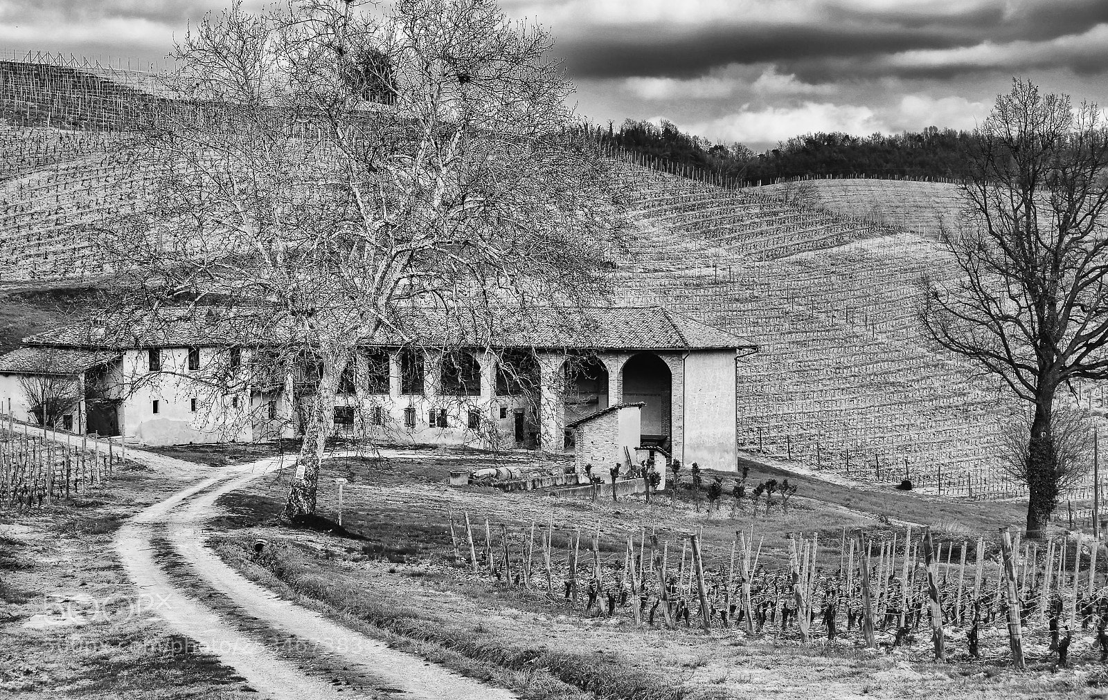 Nikon D7500 sample photo. Vineyard, langhe photography