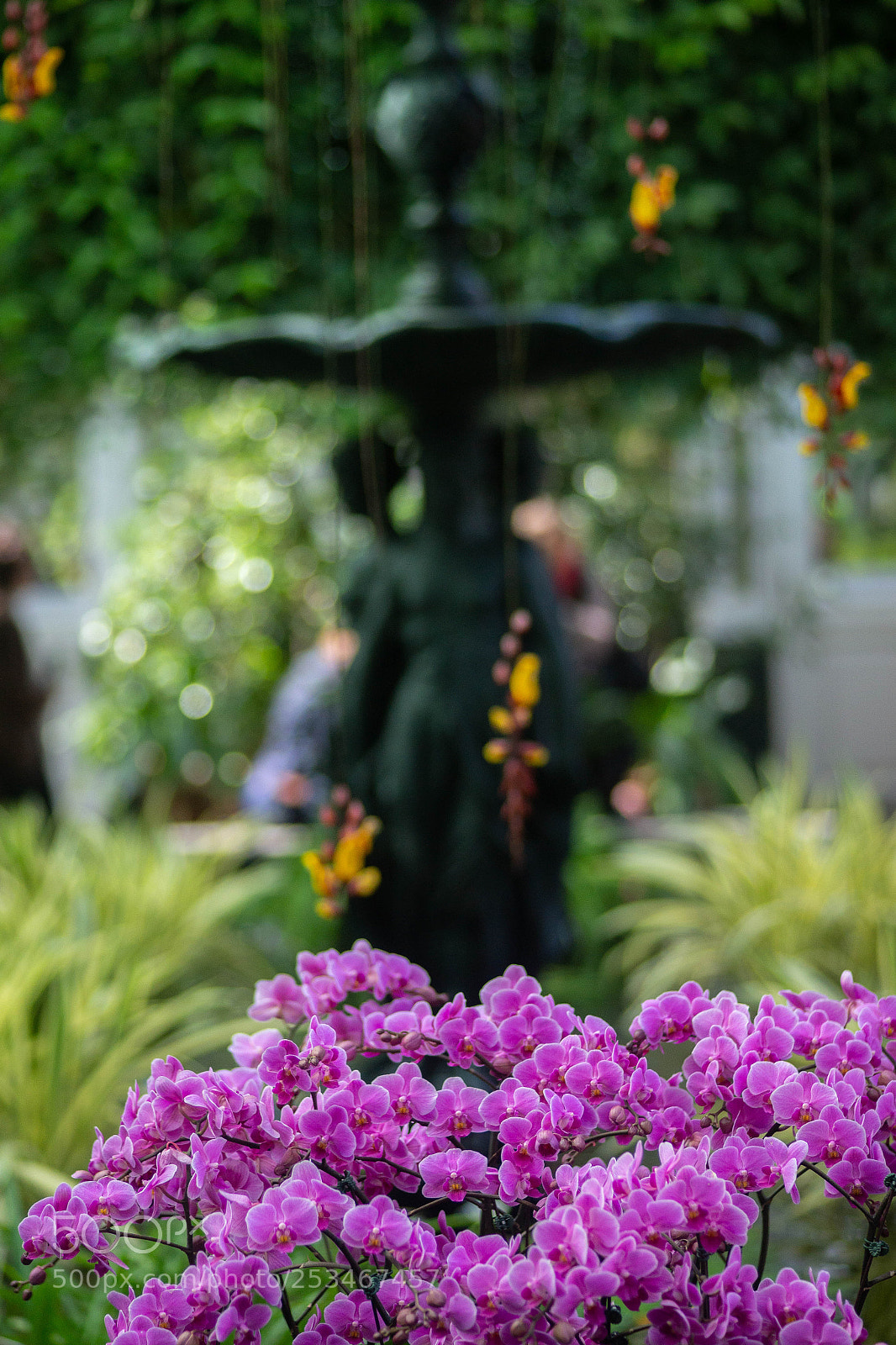 Sony SLT-A99V sample photo. Orchid exhibition photography