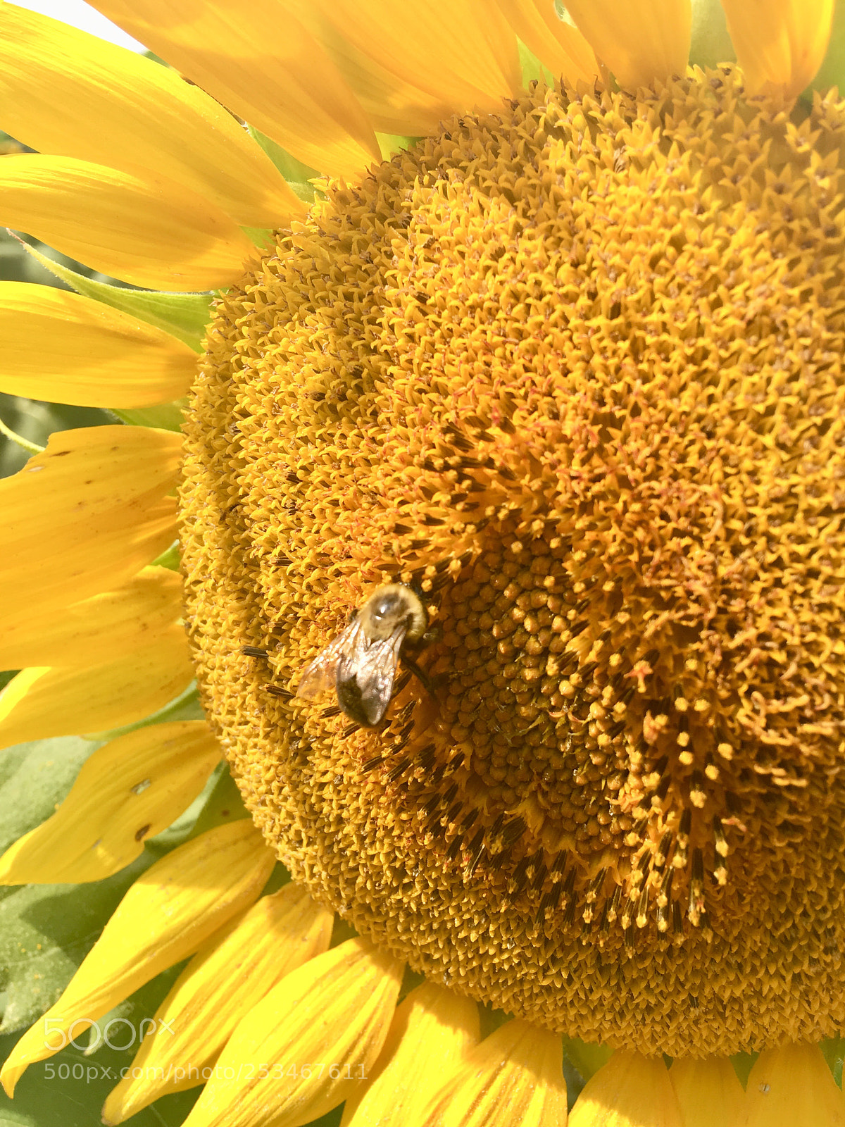 Apple iPhone 6s Plus sample photo. Sunny bee photography