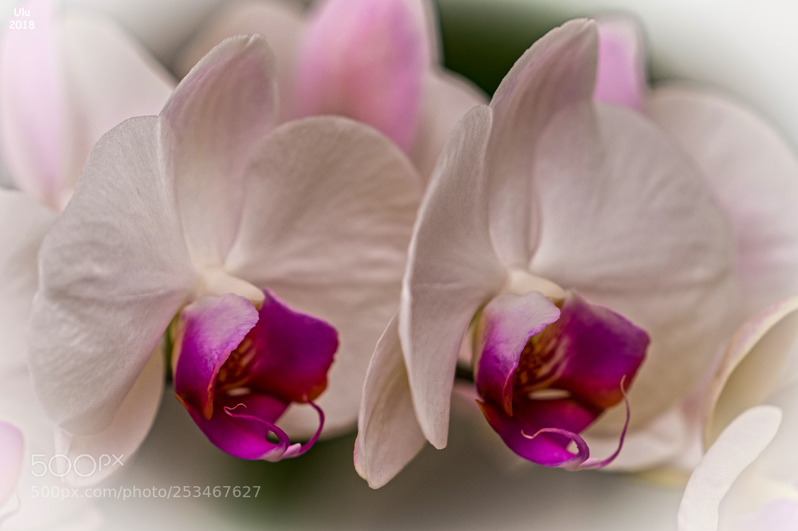Sony a7 II sample photo. Schmetterrling orchideen photography