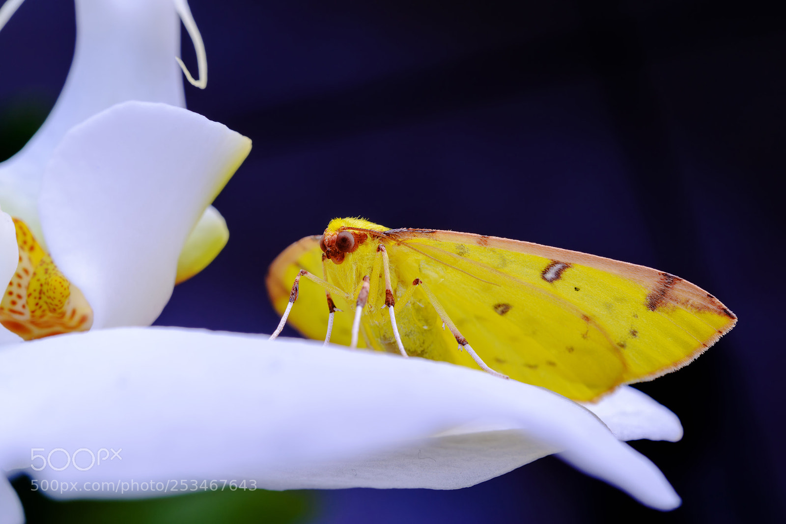 Nikon D800 sample photo. Yellow butterfly is laying photography