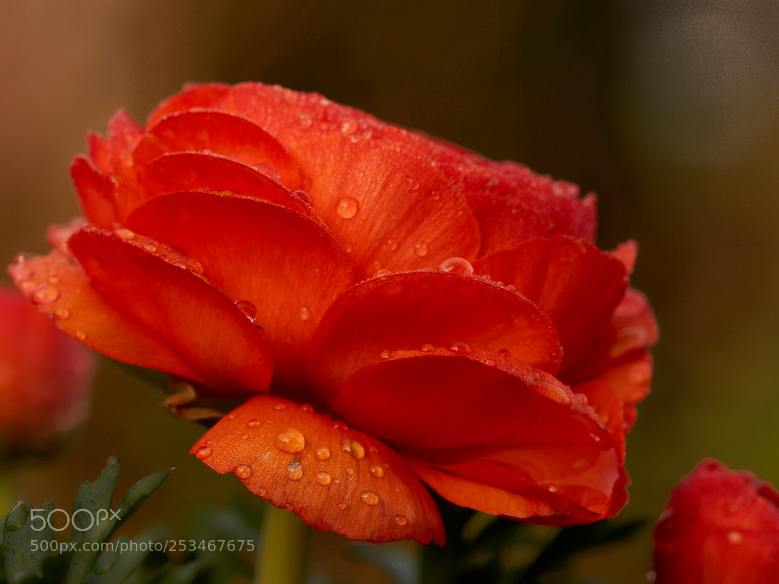 Sony SLT-A65 (SLT-A65V) sample photo. Side face of red photography