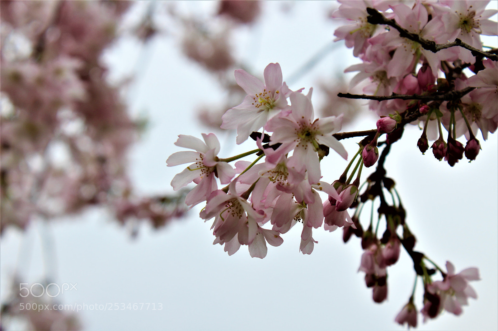 Canon EOS 1300D (EOS Rebel T6 / EOS Kiss X80) sample photo. Fiori di ciliegio photography