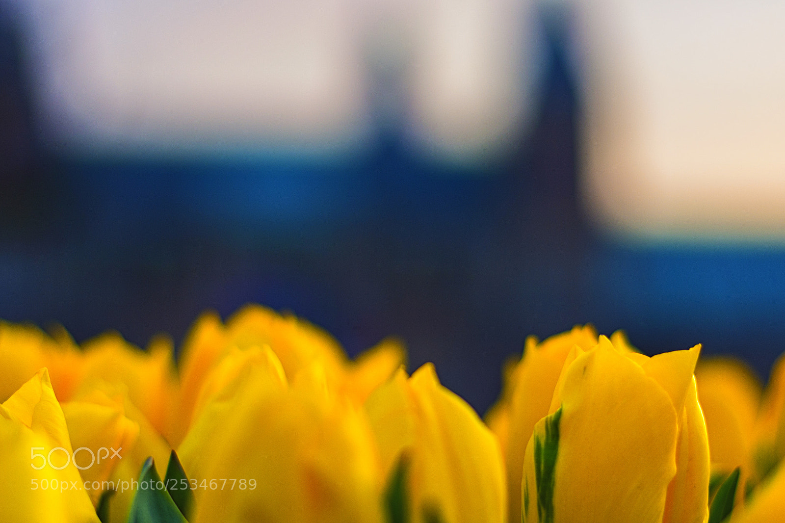 Nikon D7100 sample photo. Spring in holland photography